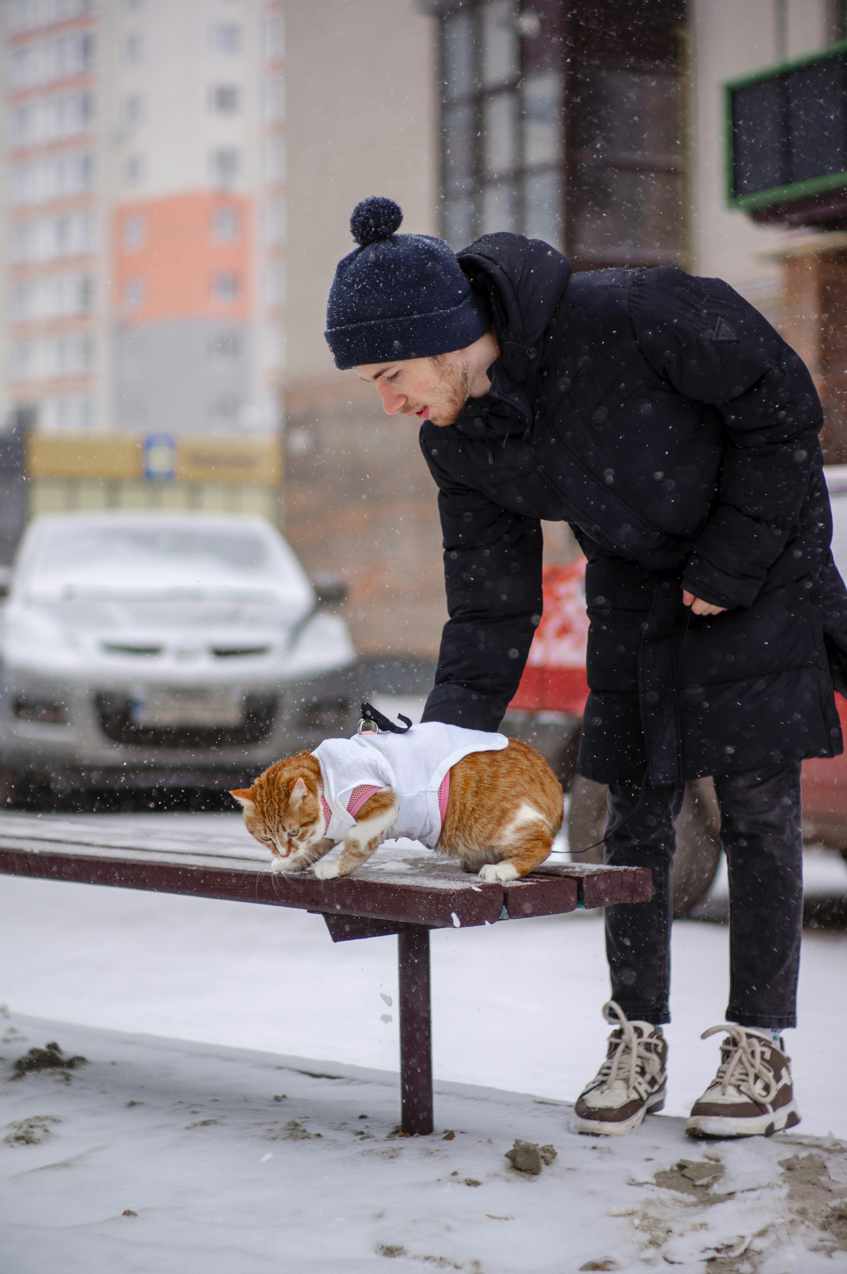 Image 1546140 — Pets