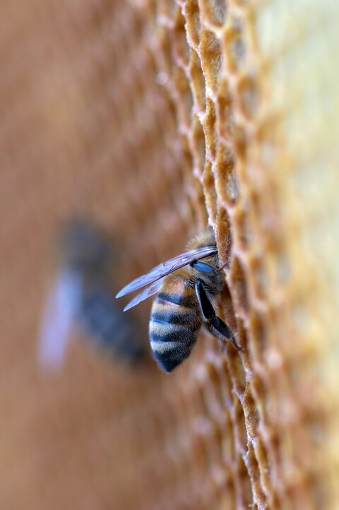 Honey Bee on Honeycomb