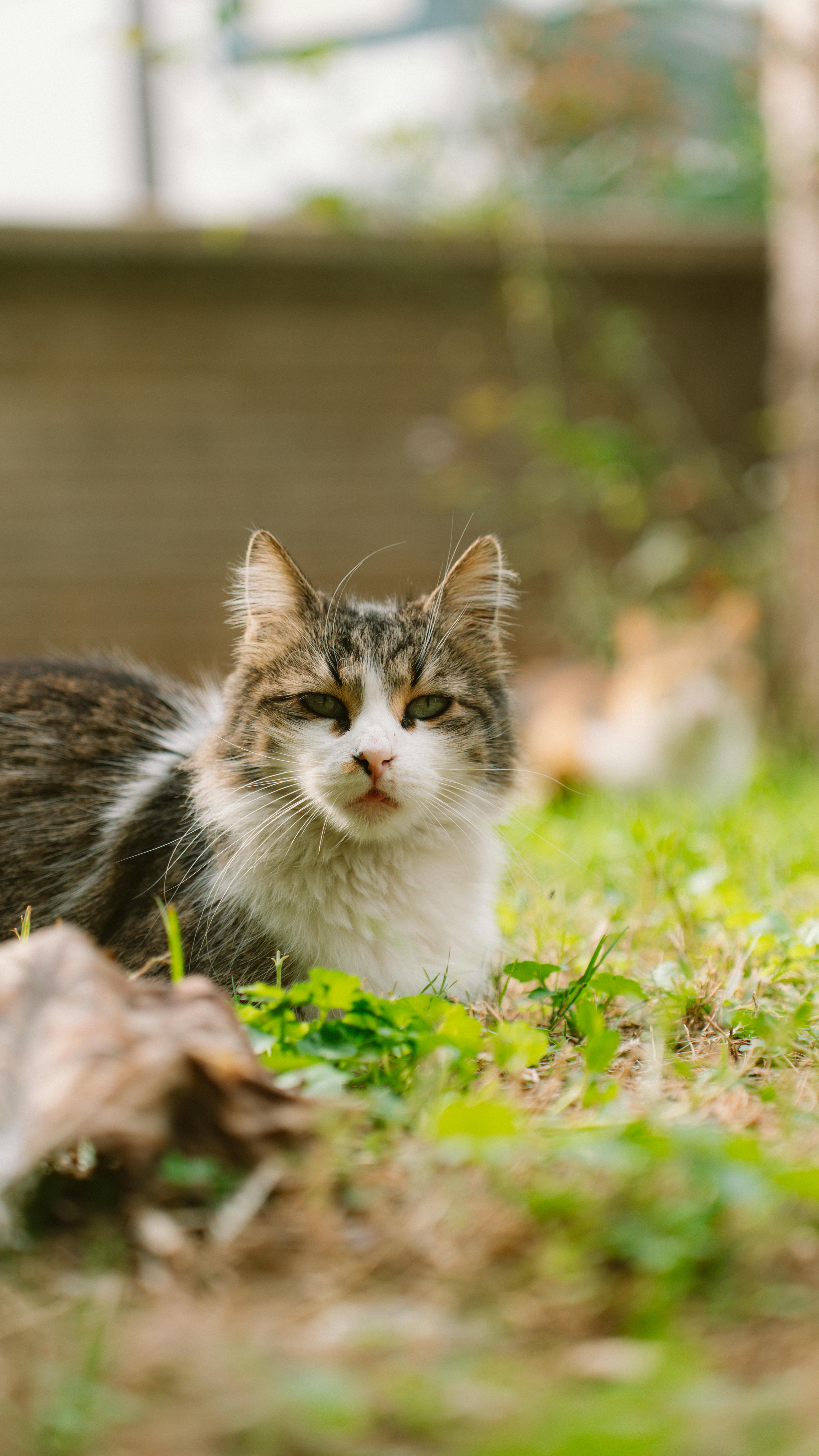 Tabby Cat Resting On Outdoor Grass