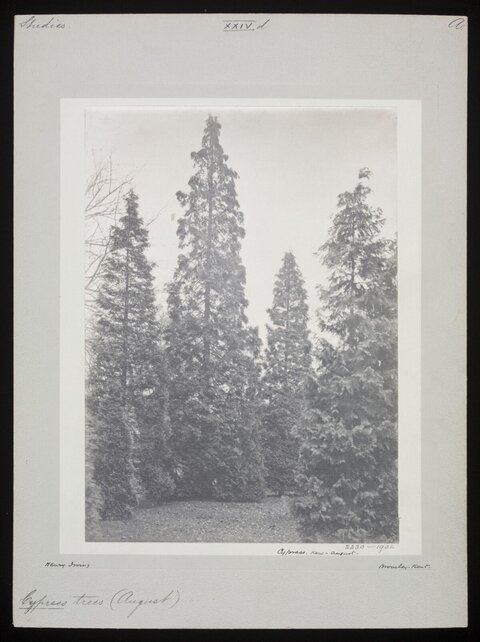 Vintage Photo of Cypress Trees