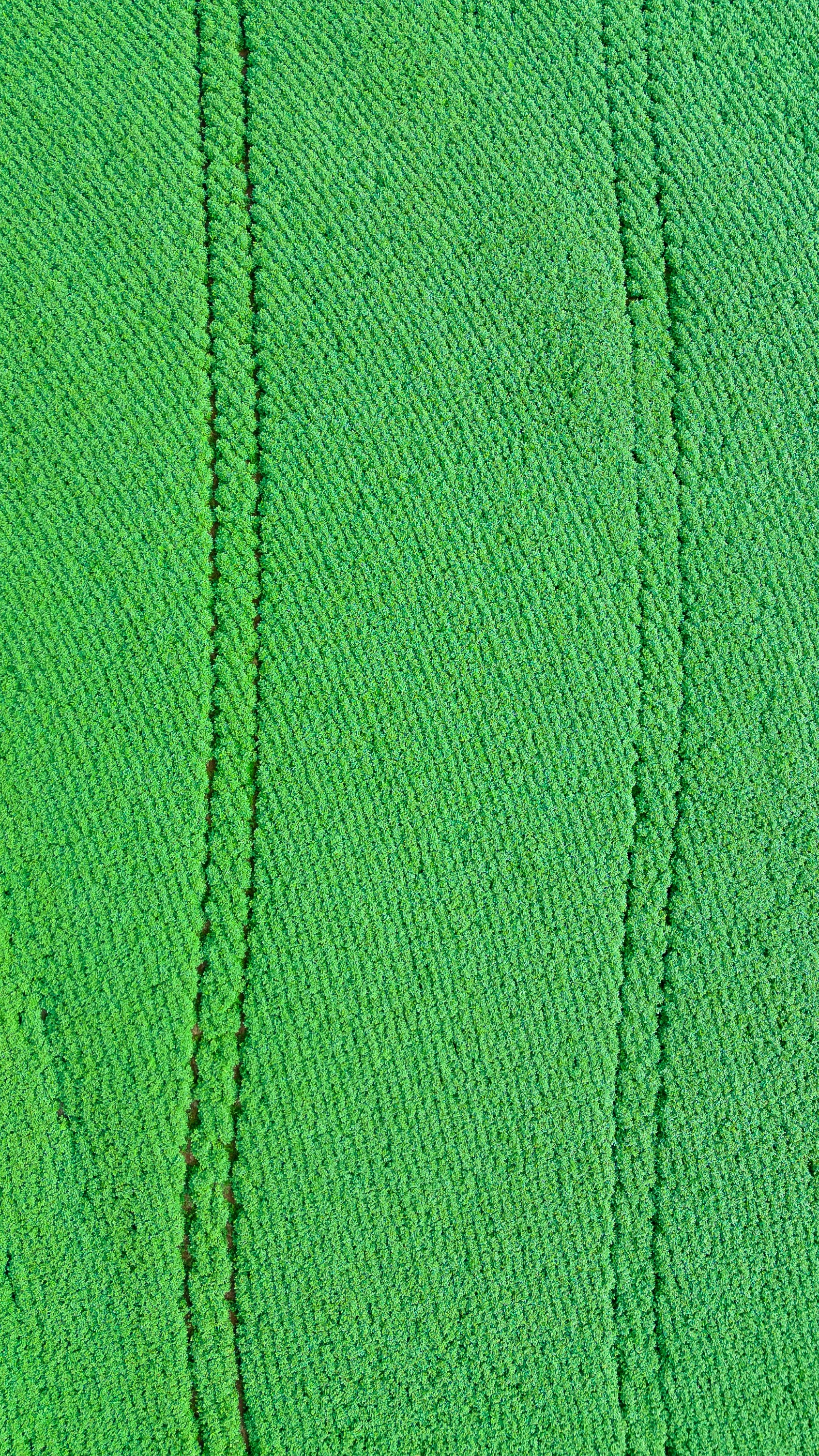 Aerial View of Green Crop Rows