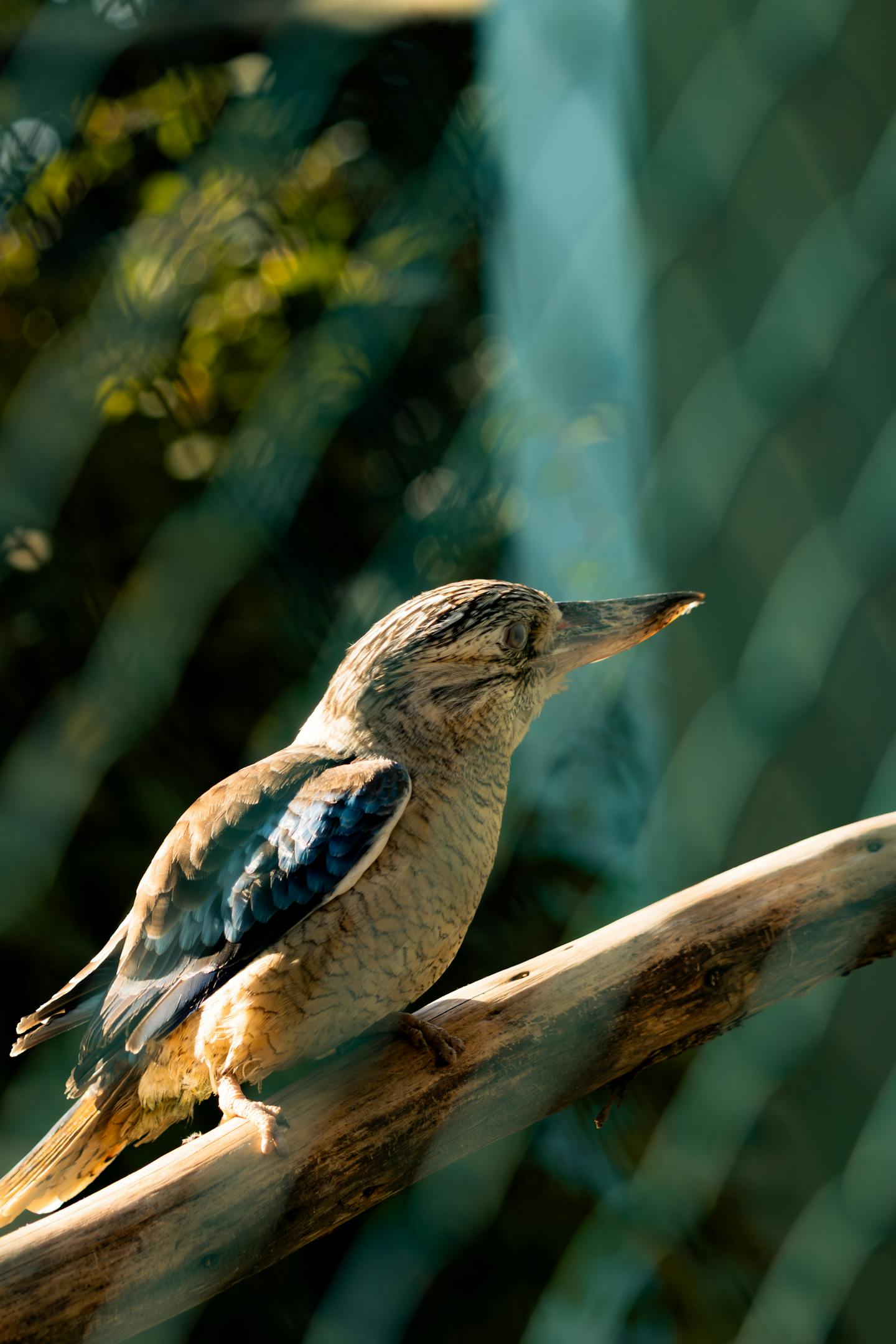 Kookaburra Perched on a Branch
