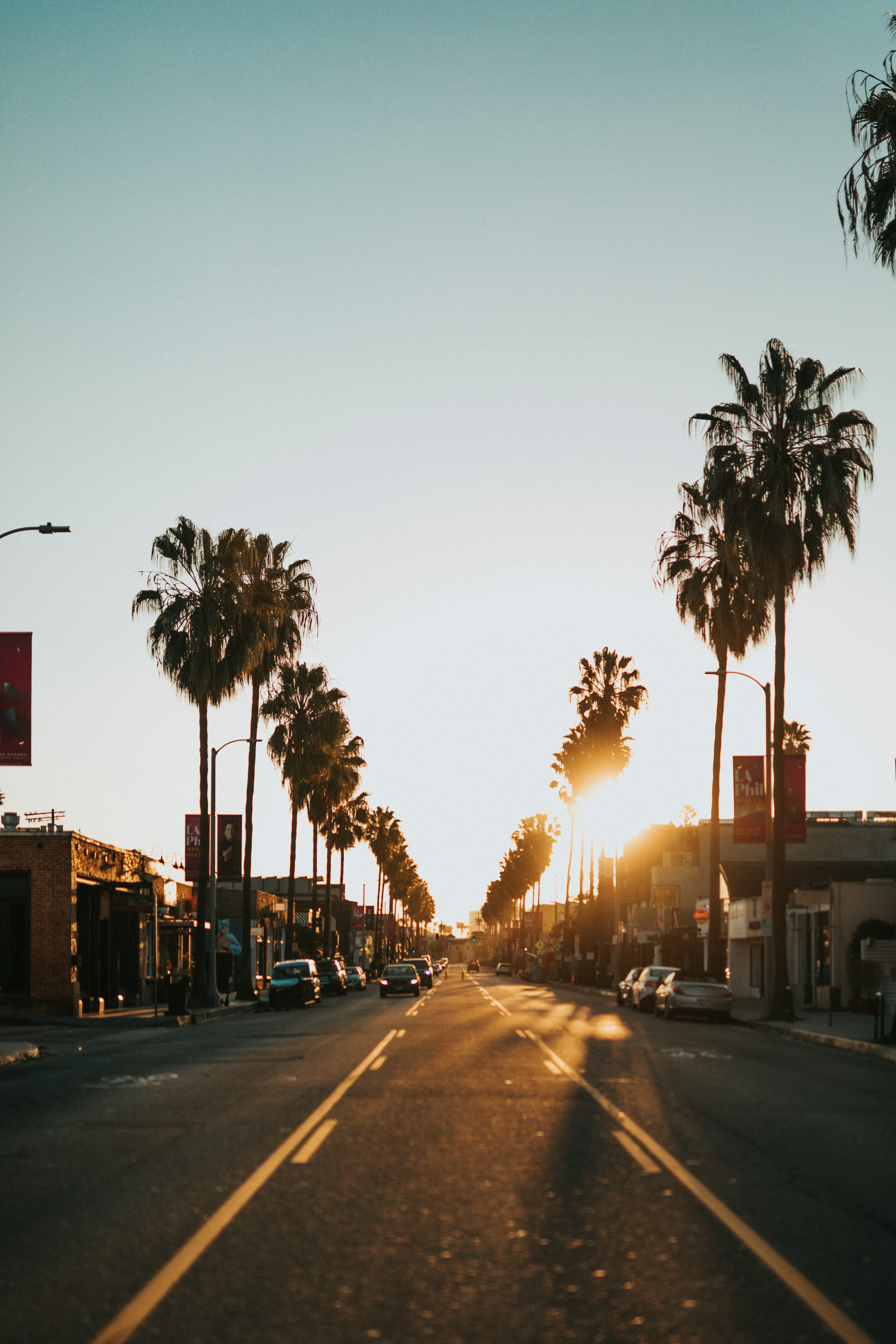 Sunset Street Lined With Palm Trees