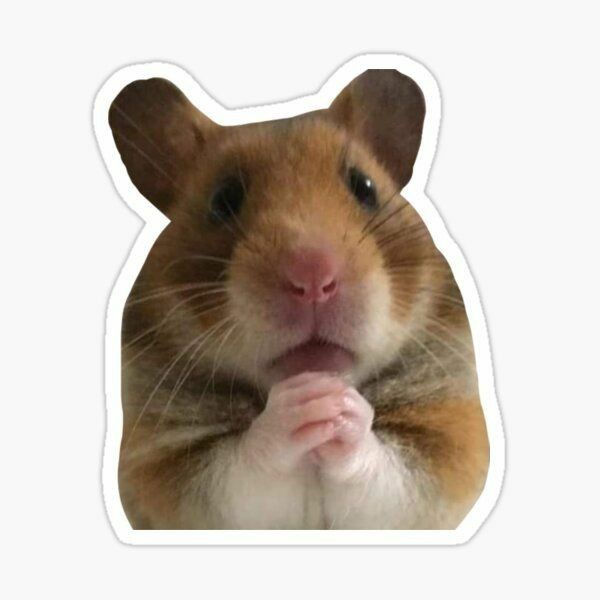 Surprised Praying Hamster Sticker