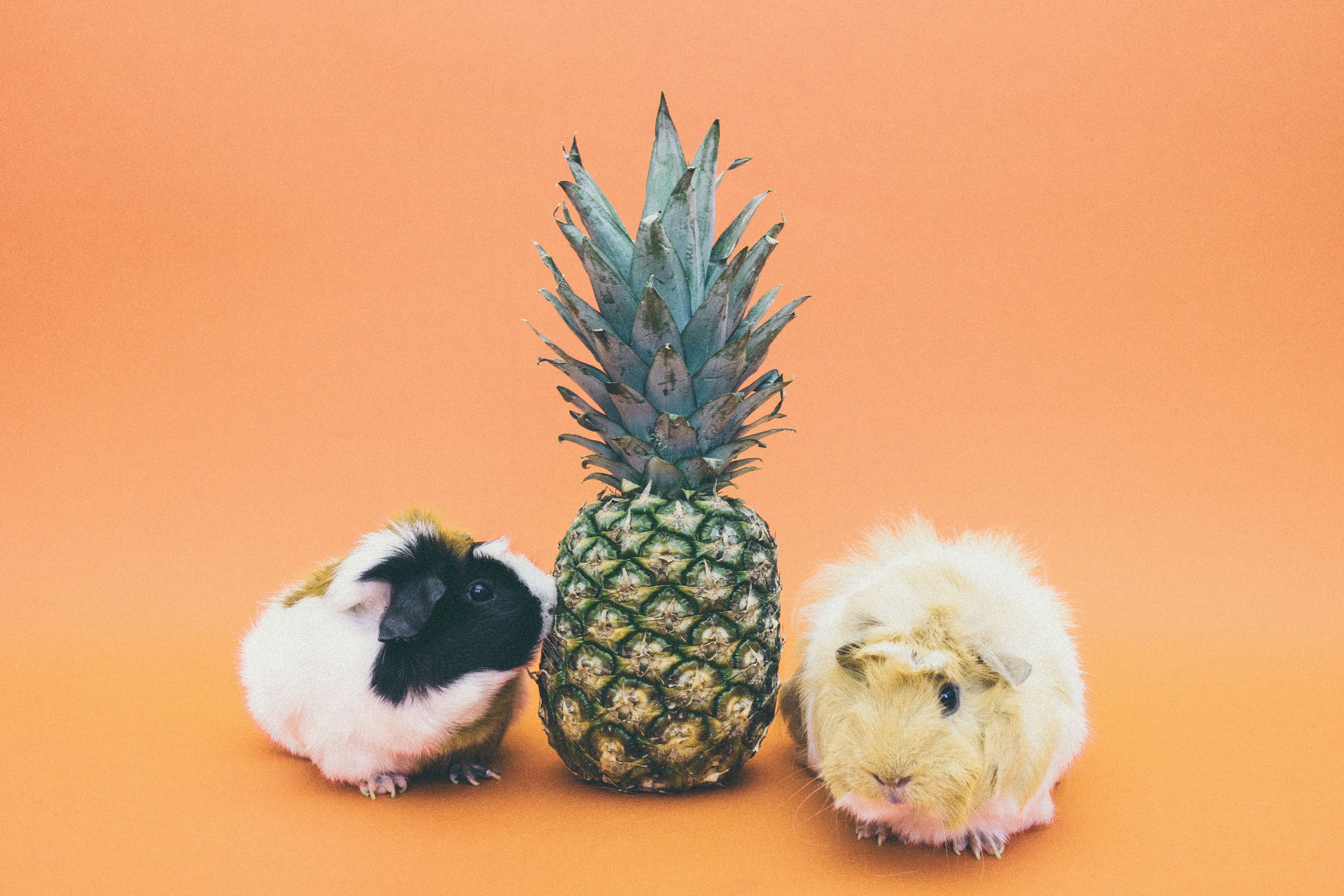 Two Guinea Pigs And One Pineapple