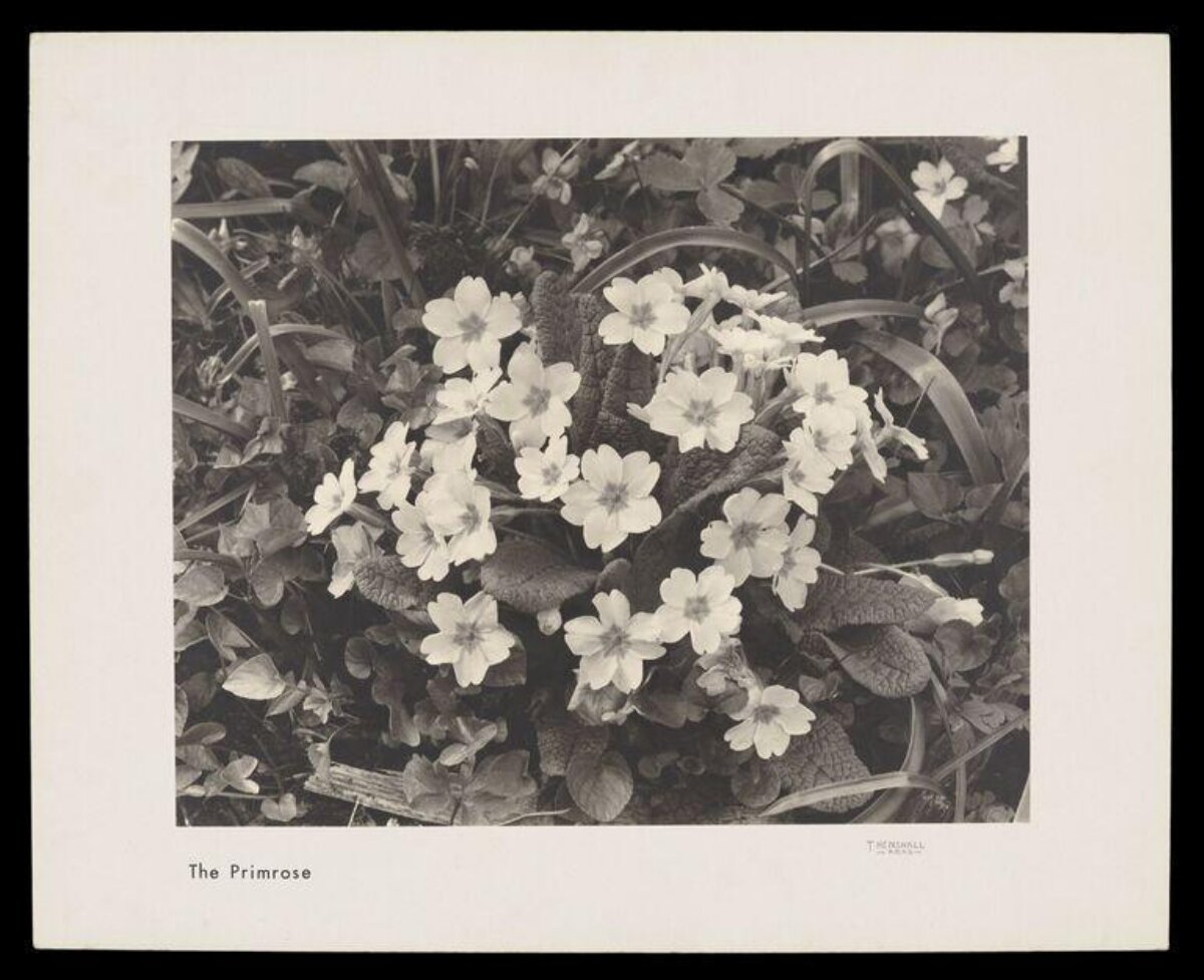 The Primrose