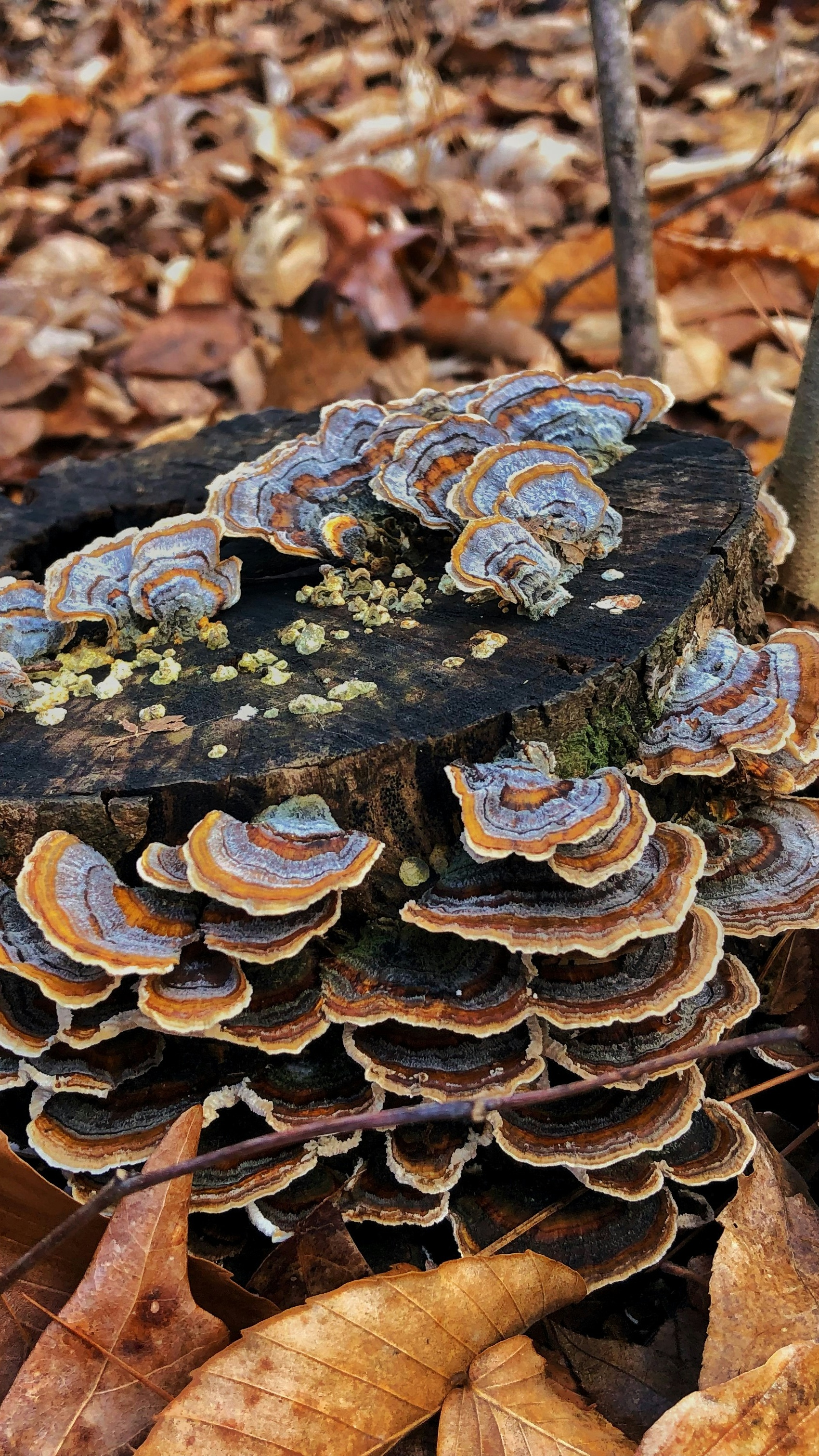 Turkey Tail Fungi on Old Tree Stump