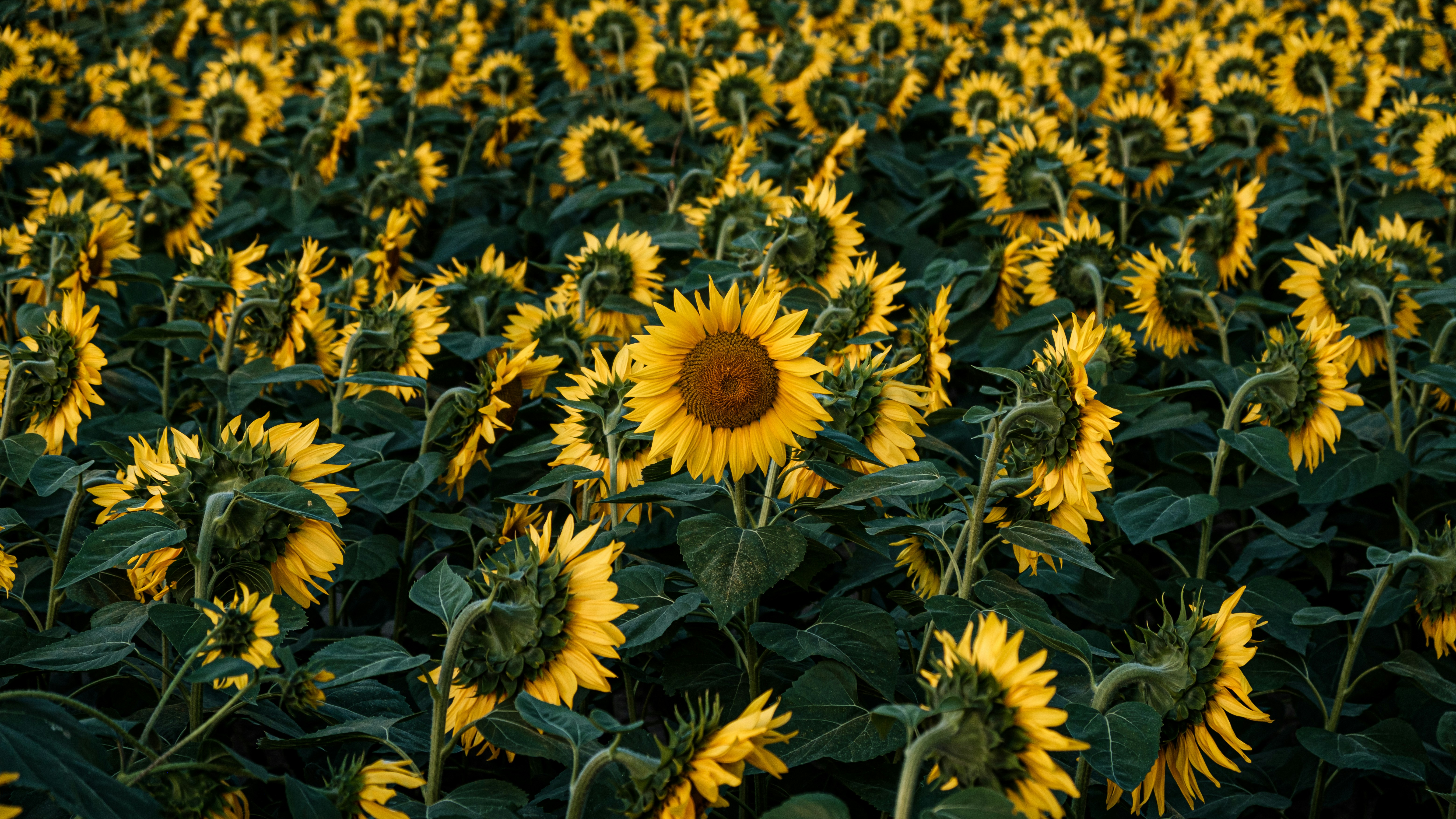 Blooming Sunflower Field