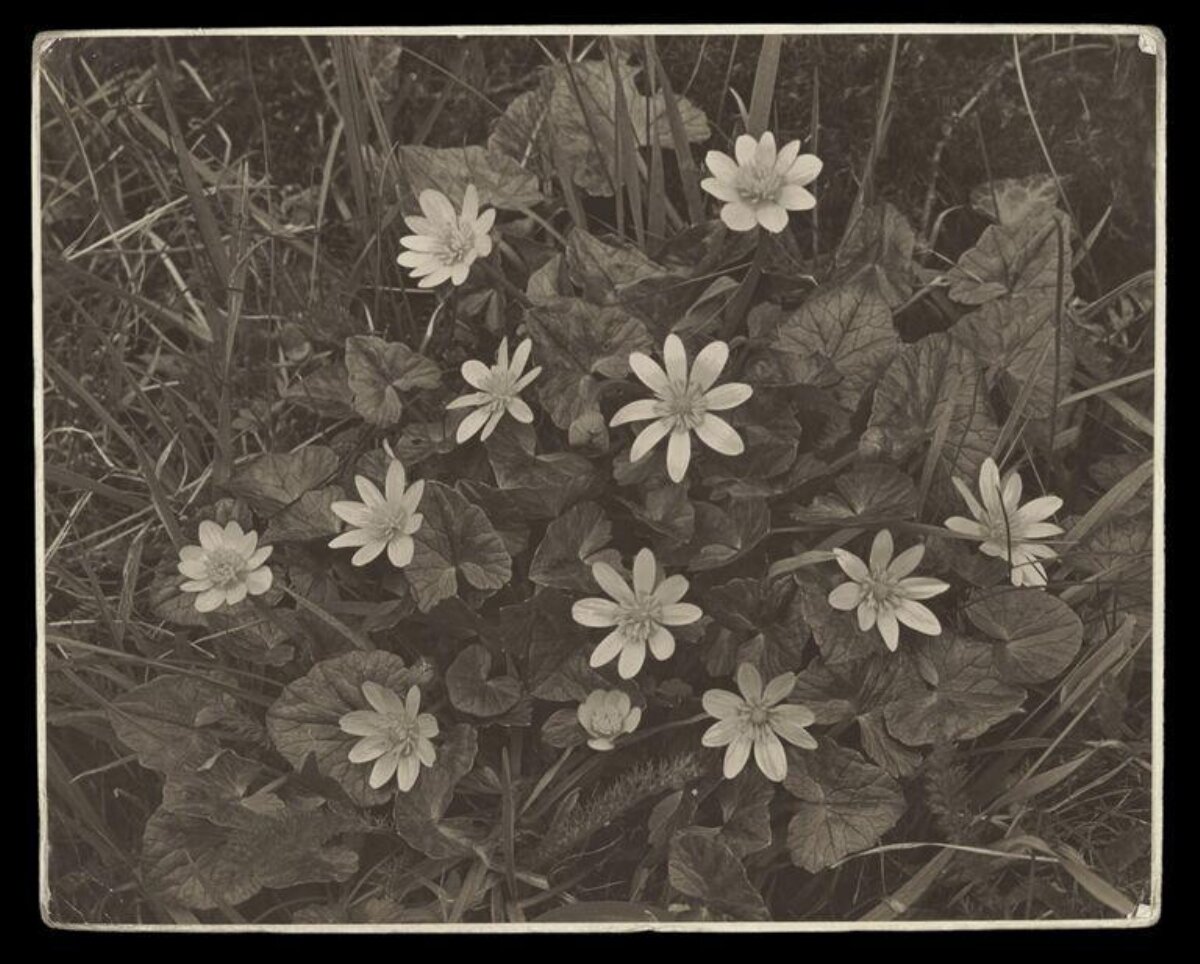 Vintage Photo of Wild Flowers