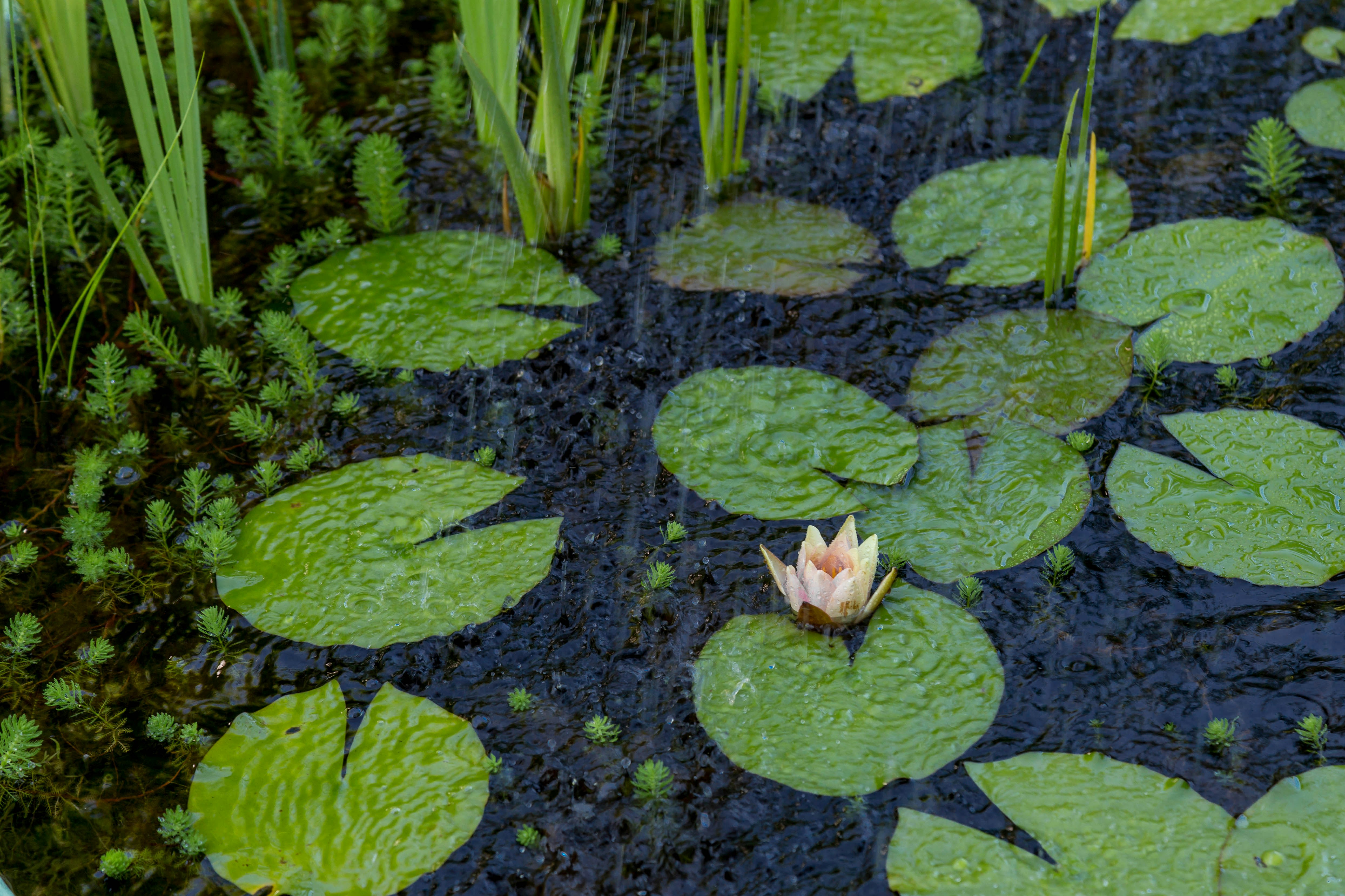 Water Lily in Rainy Pond