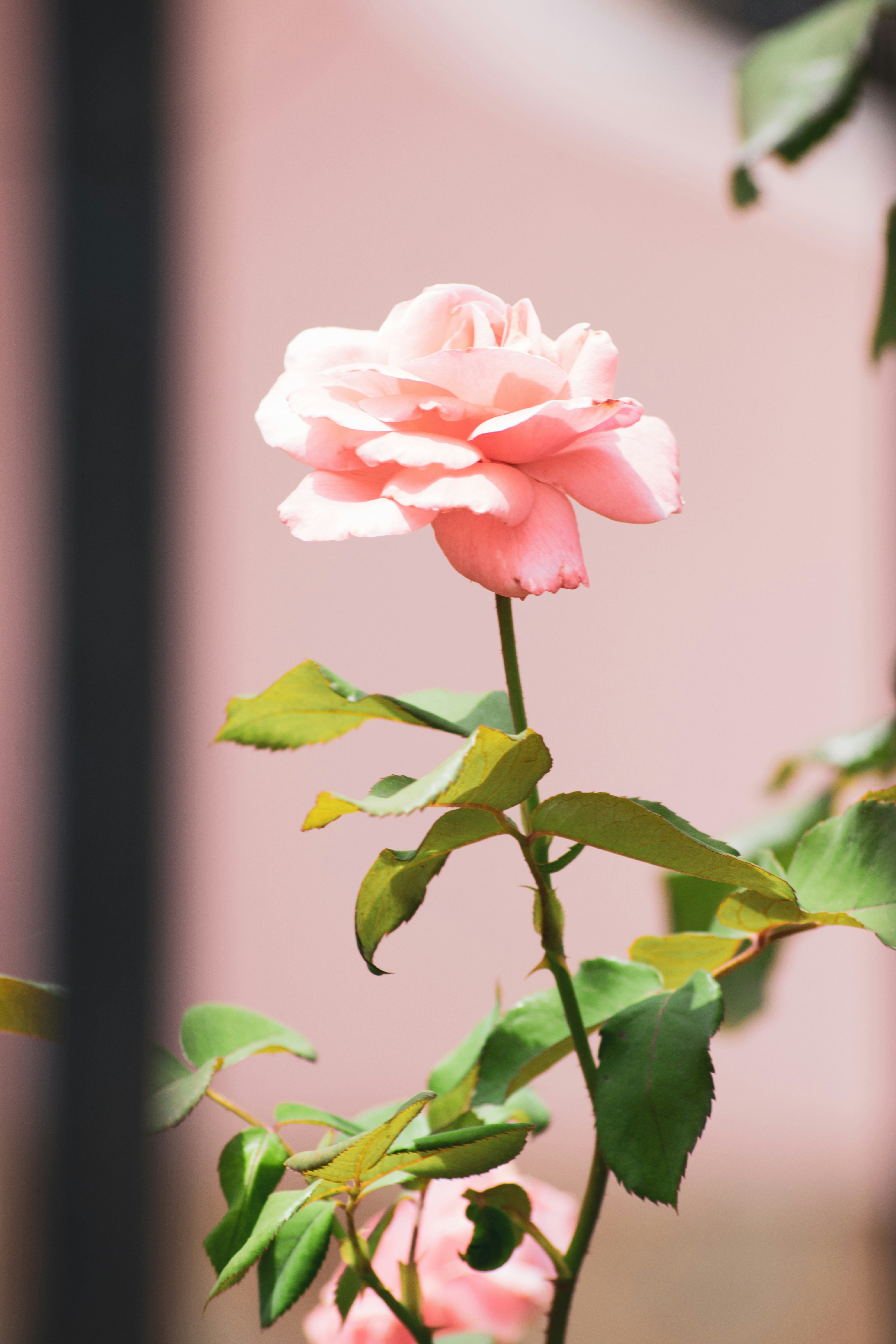Pink Rose in Sunlight