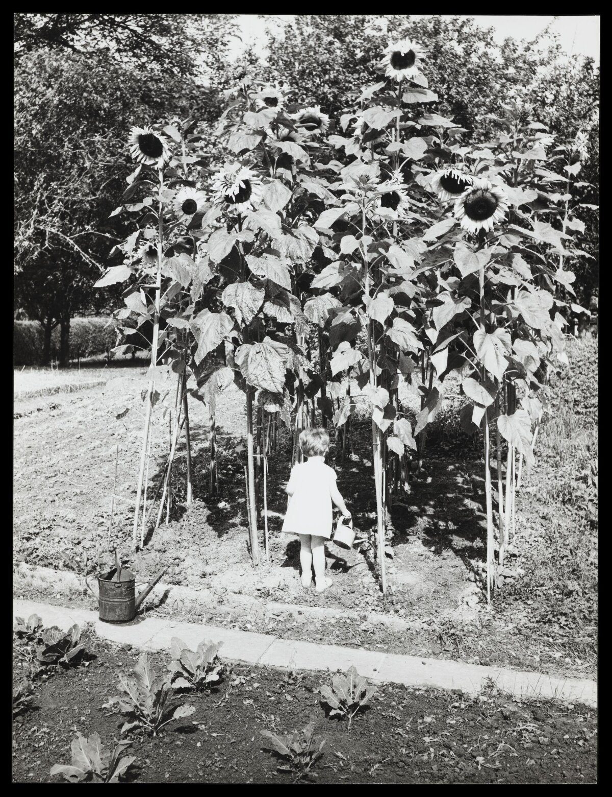 Toddler Watering Tall Garden Sunflowers