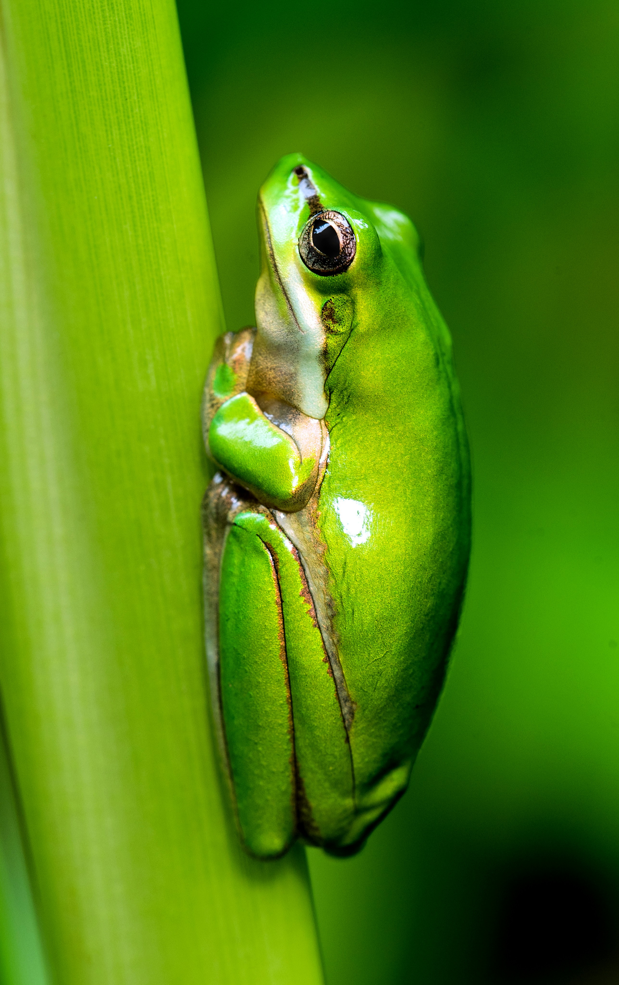 Green Tree Frog on Plant Stem