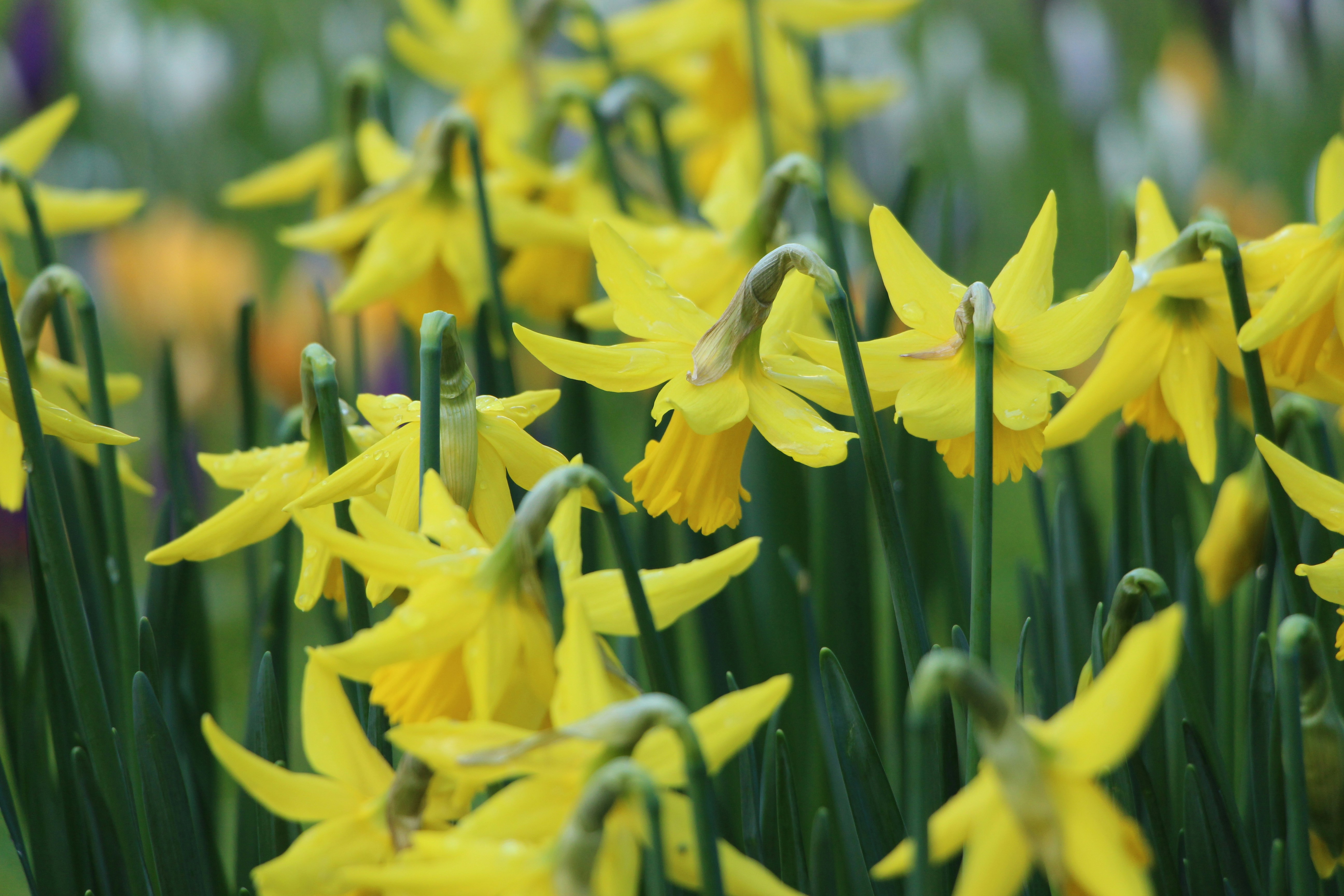 Blooming Yellow Daffodils