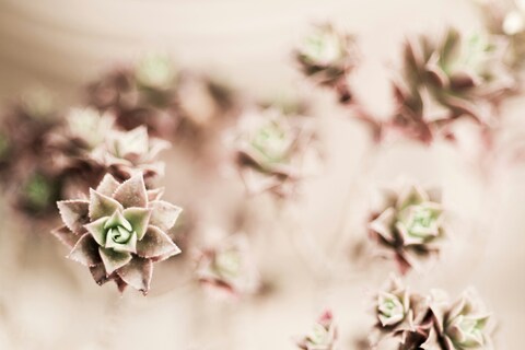 Clustered Succulent Rosettes