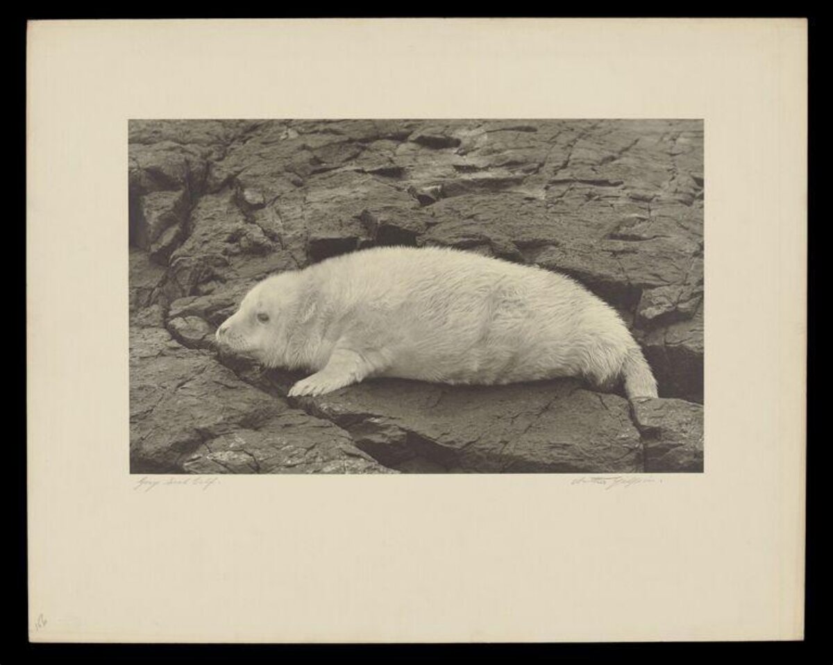 Young Grey Seal Pup on Rocks