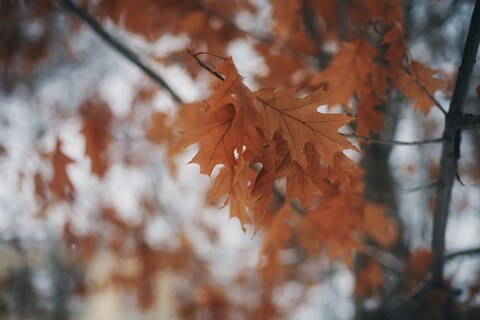 Dried Oak Leaves on Branch