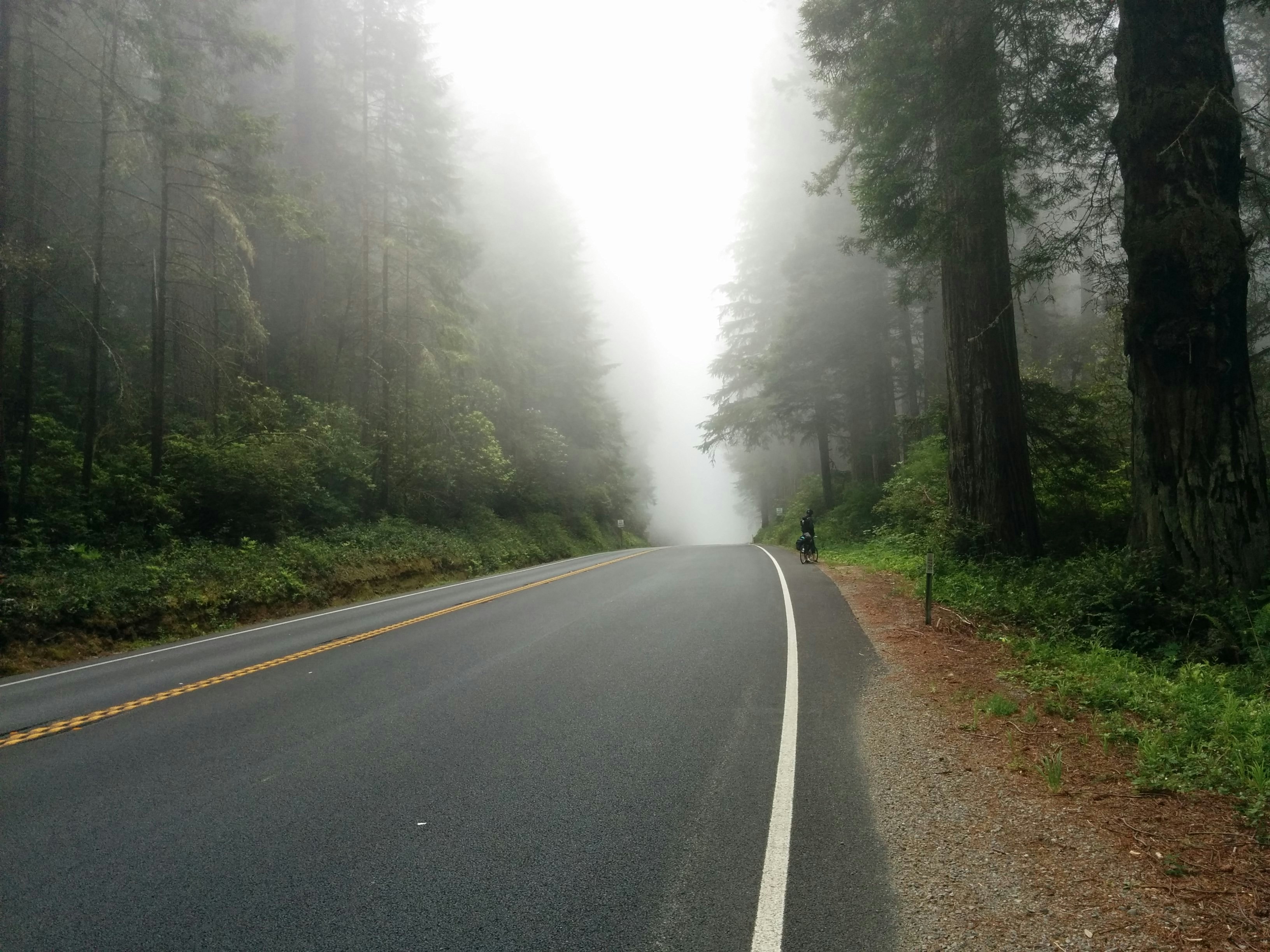 Foggy Forest Road With Cyclist