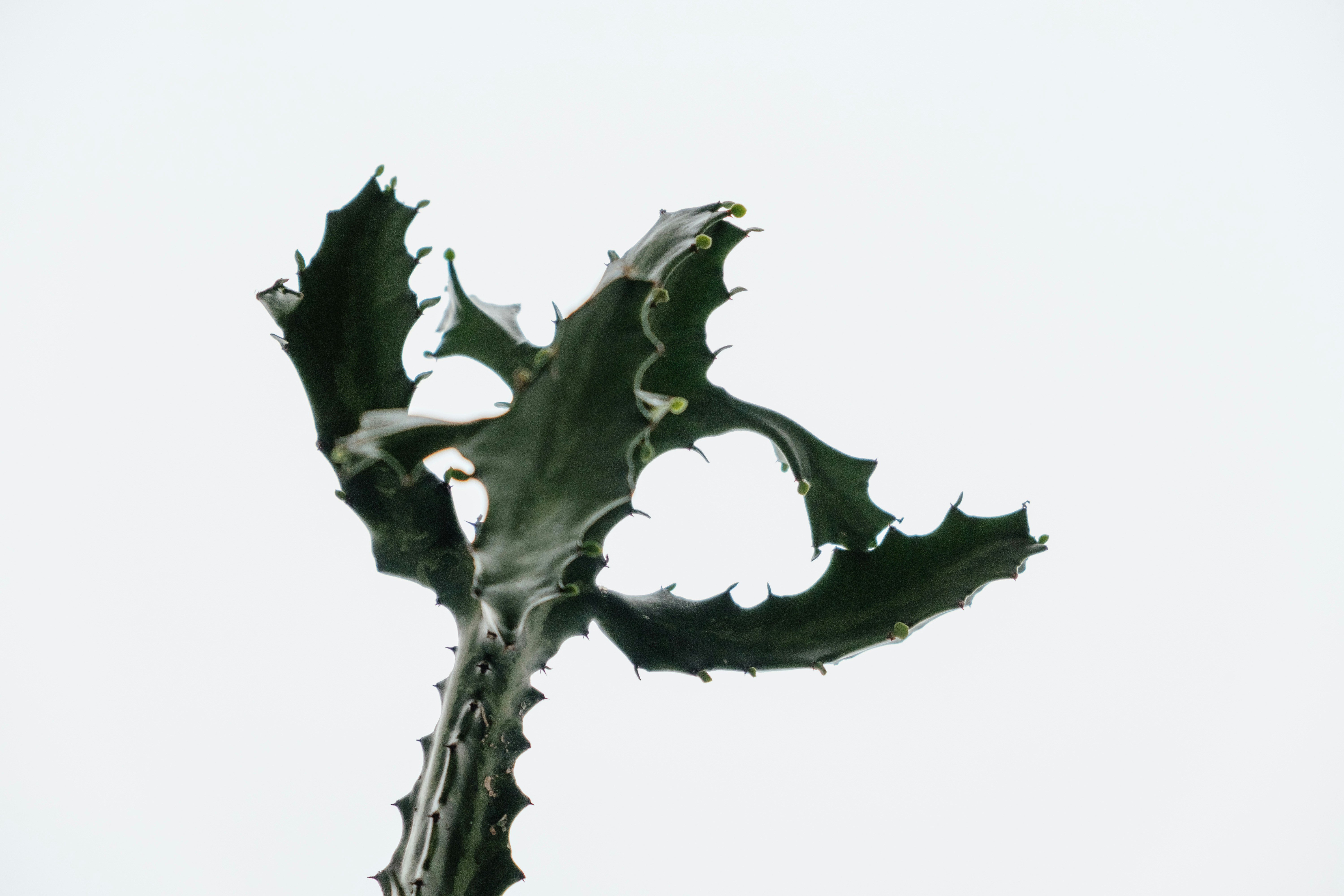 Thorny Green Succulent on White Background