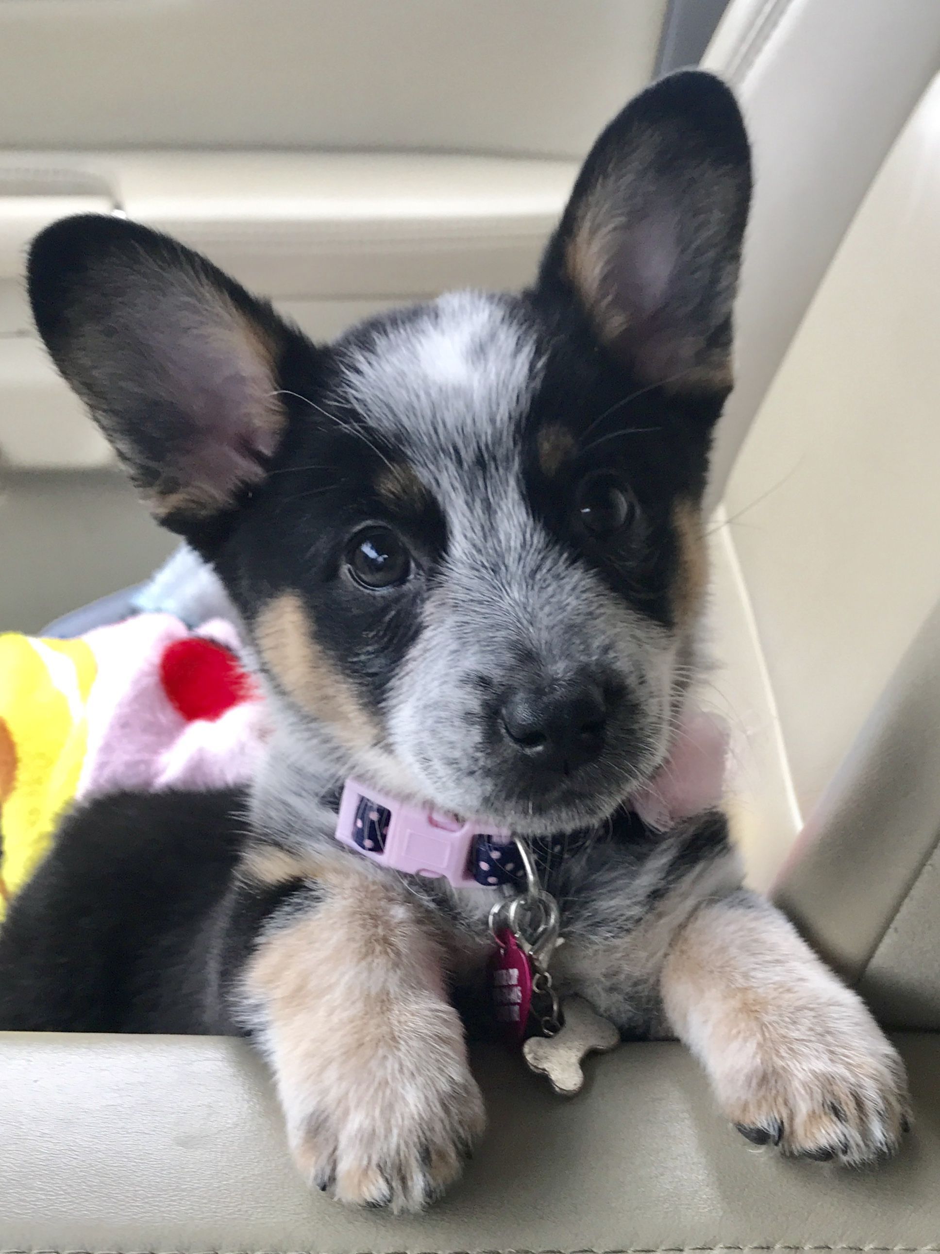 Cute Tri-Color Puppy in Car