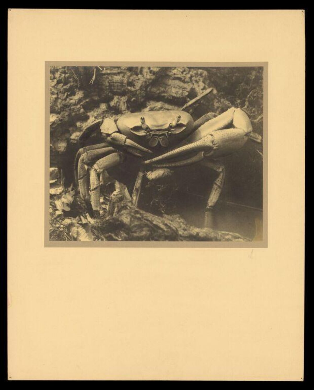 Vintage Photo of a Crab