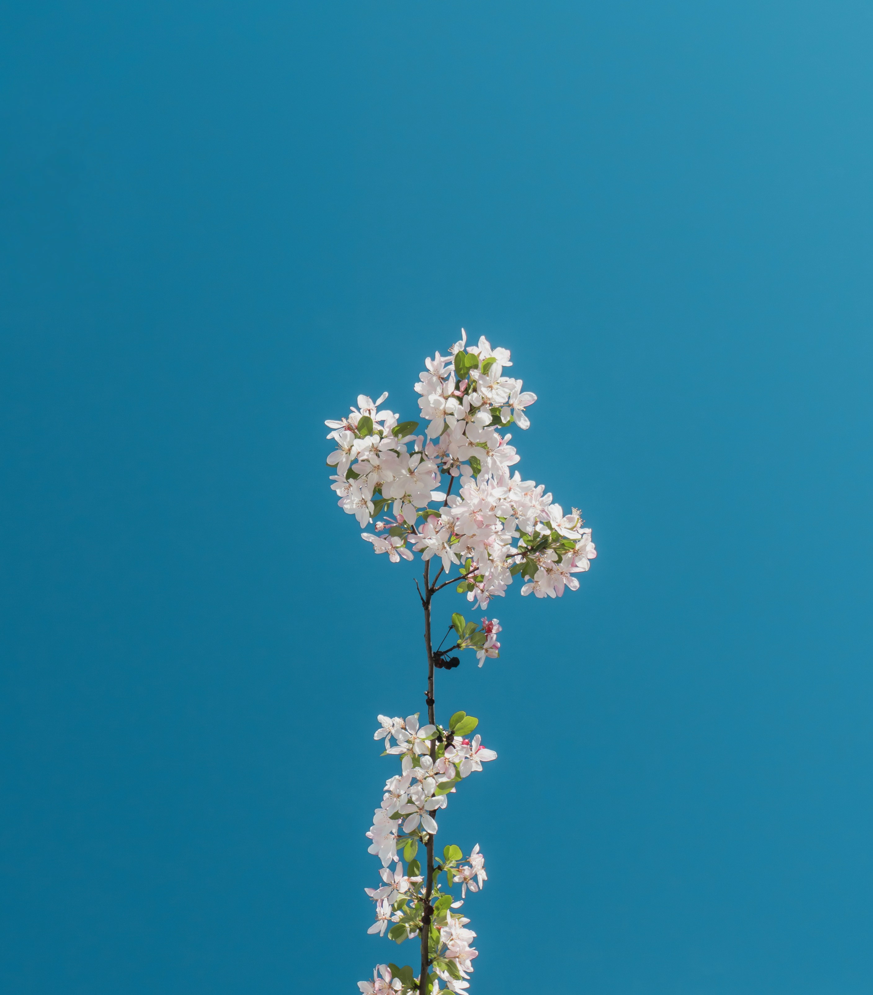 Flowering Branch Against Clear Blue Sky