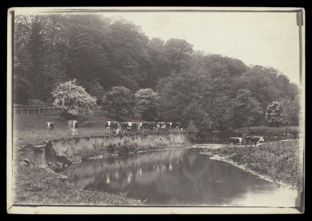 Vintage Cattle Grazing by River