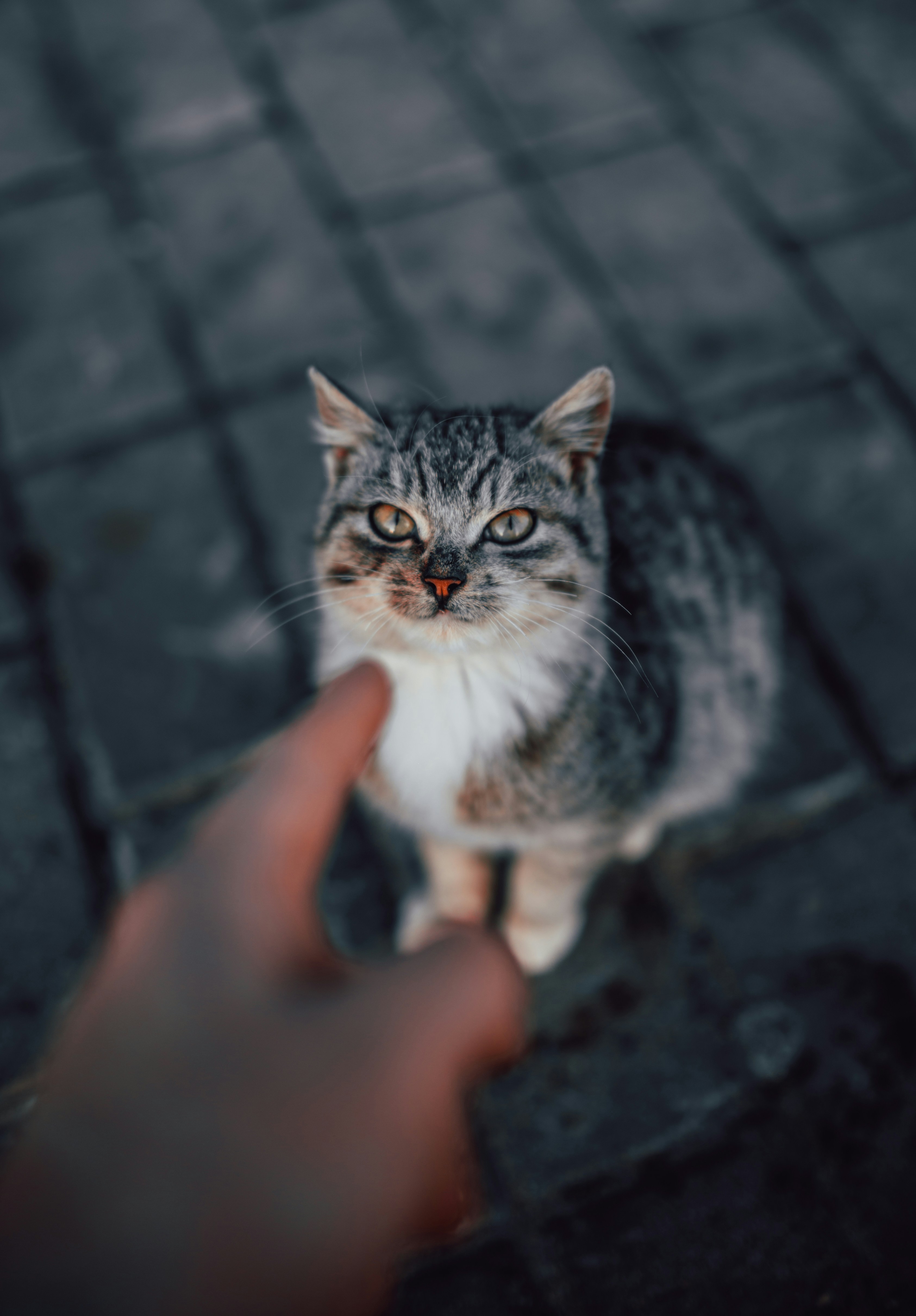 Hand Reaching Toward Street Tabby Cat — Phone Backgrounds