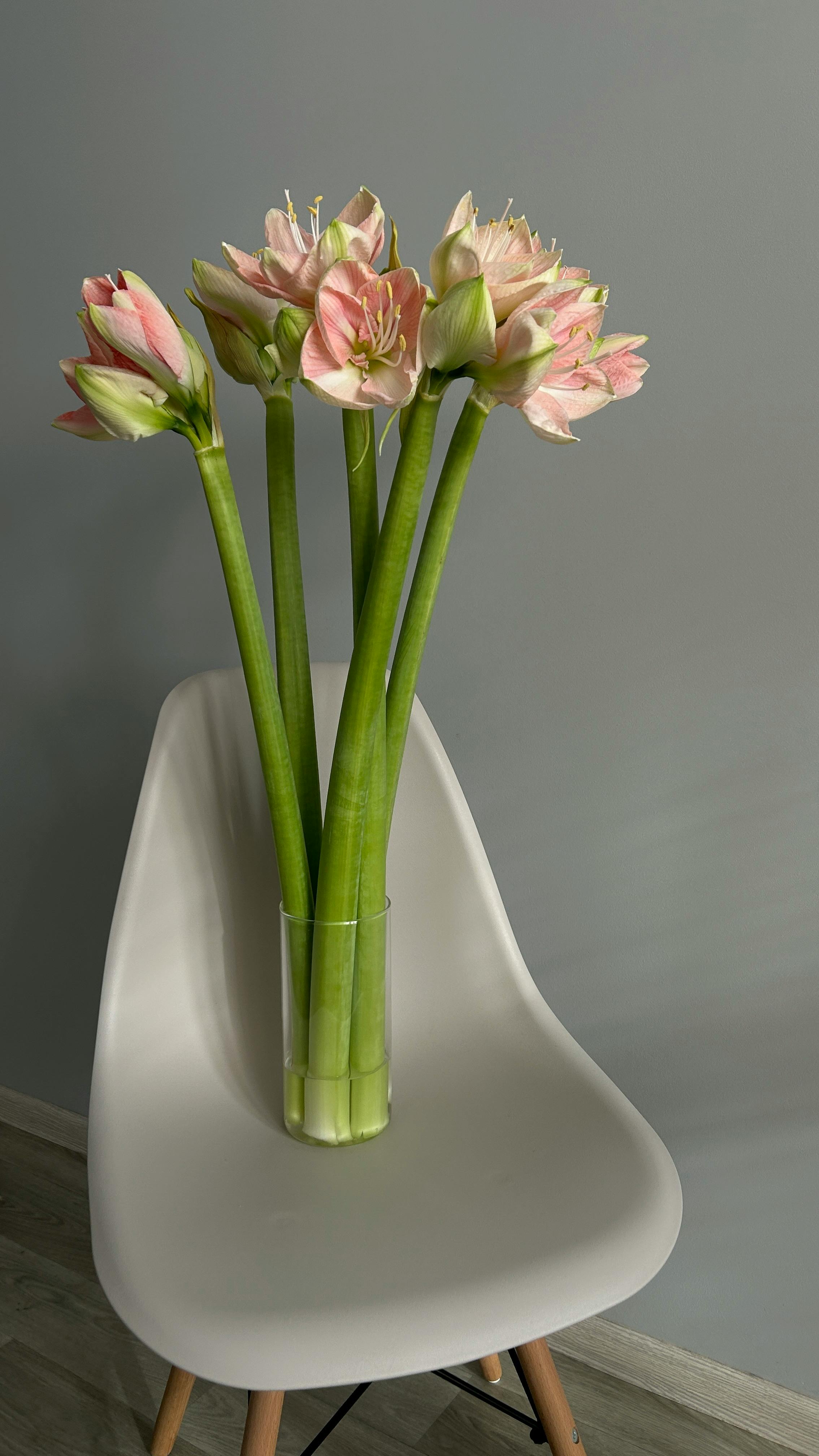 Pink Amaryllis Flowers In Glass Vase