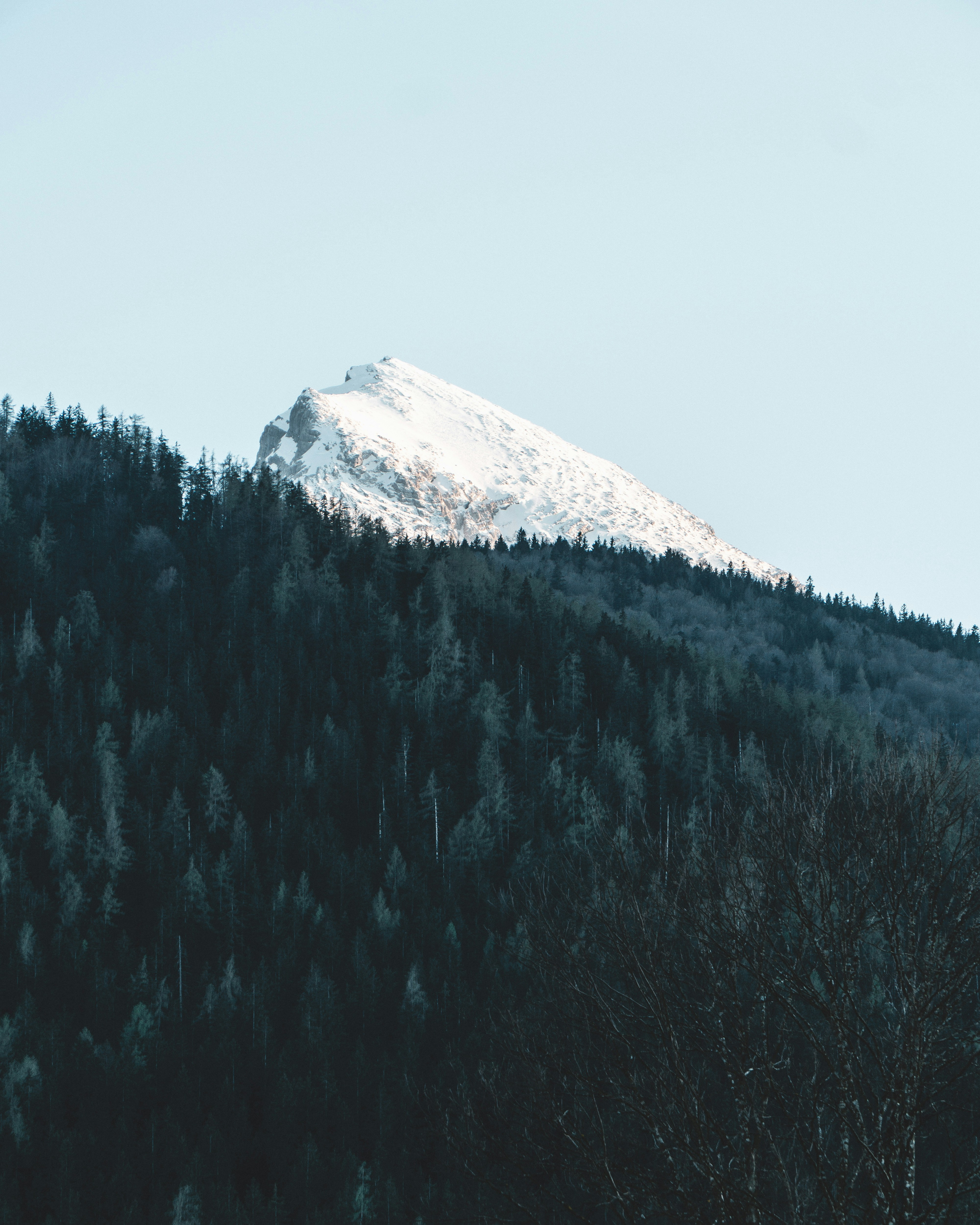 Snow-capped Peak over Forest