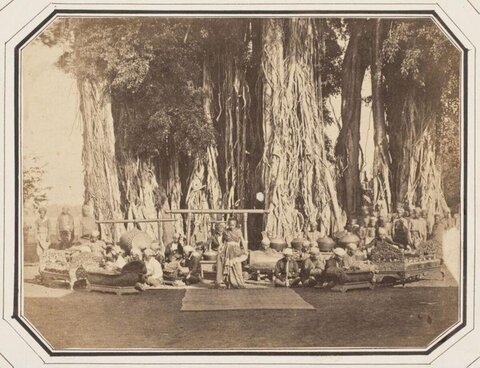 Vintage Market Under Giant Banyan Trees
