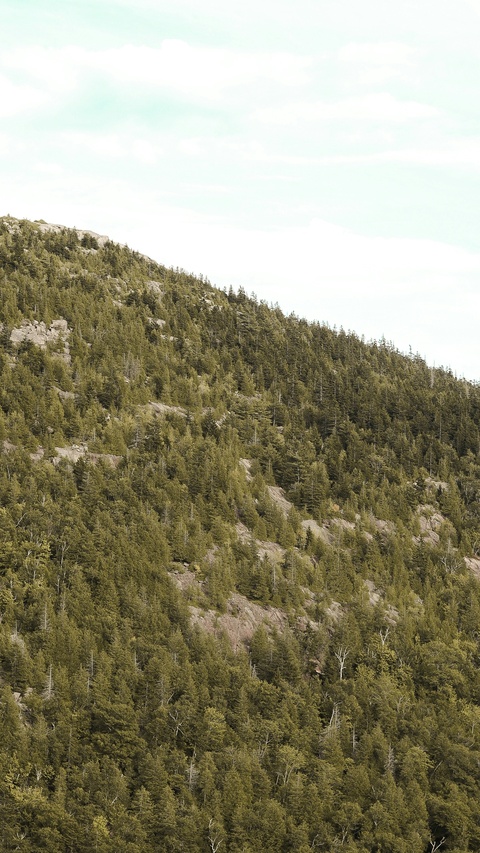 Forested Mountain Slope