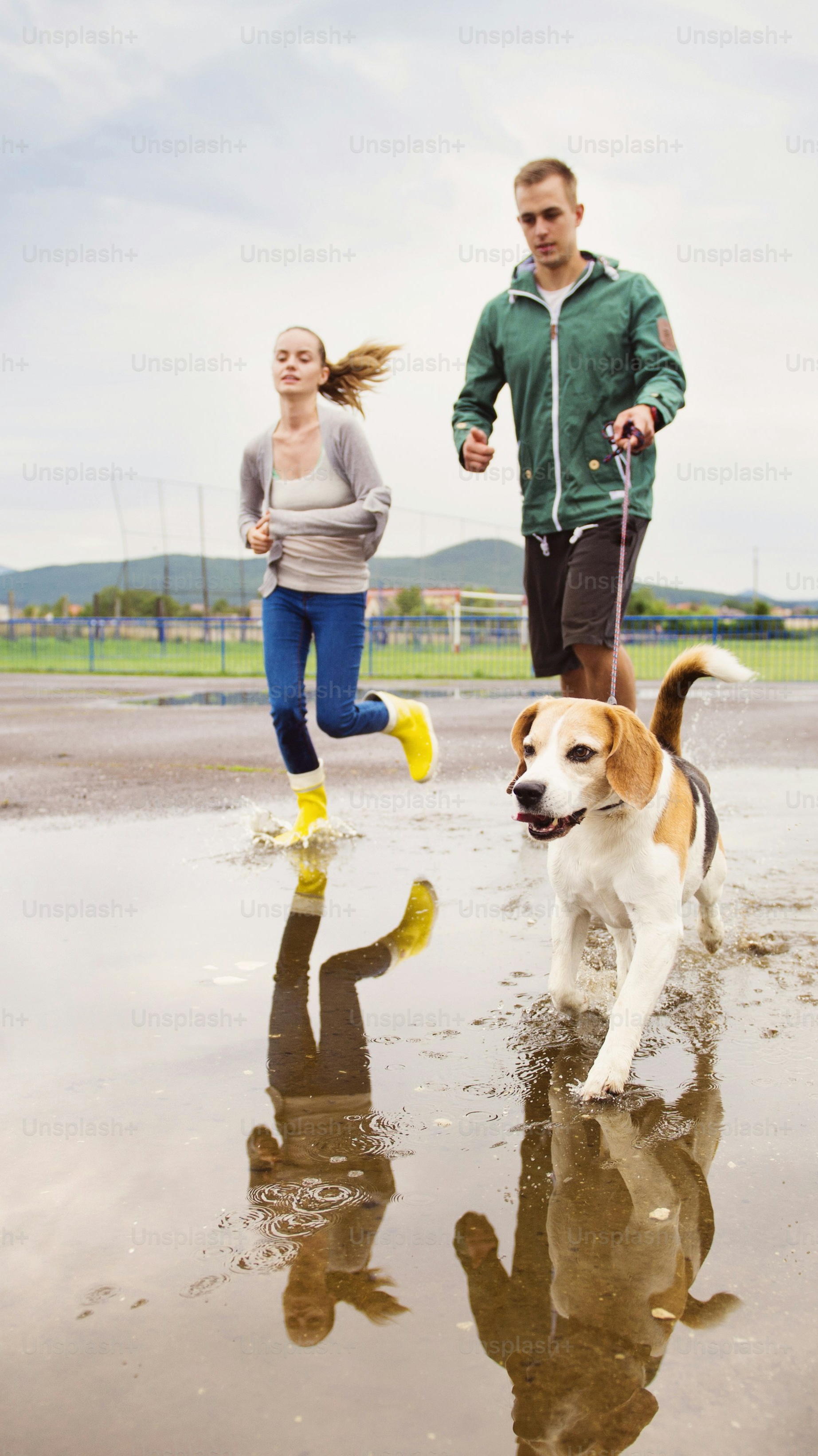 Couple Jogging With Beagle Through Puddles