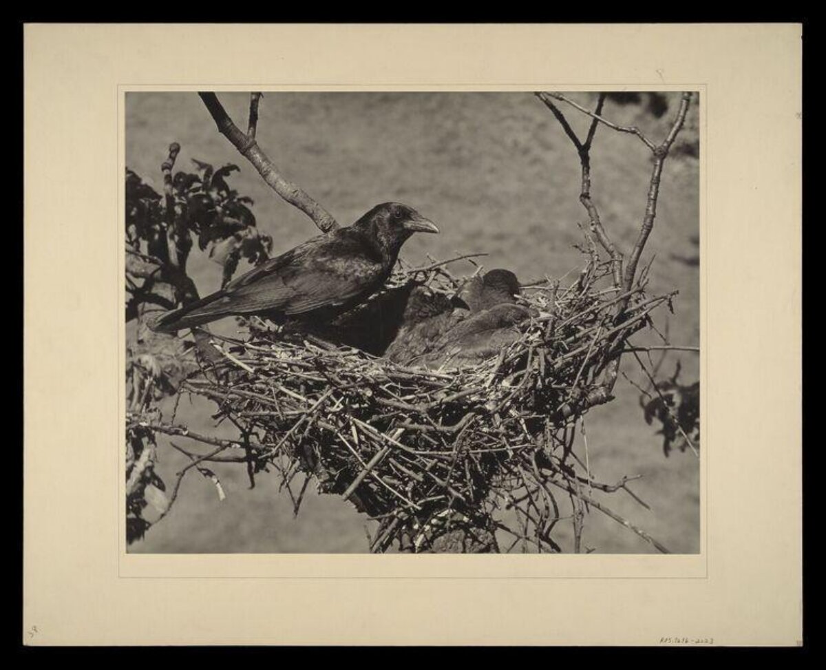 Crow and Chicks in Nest