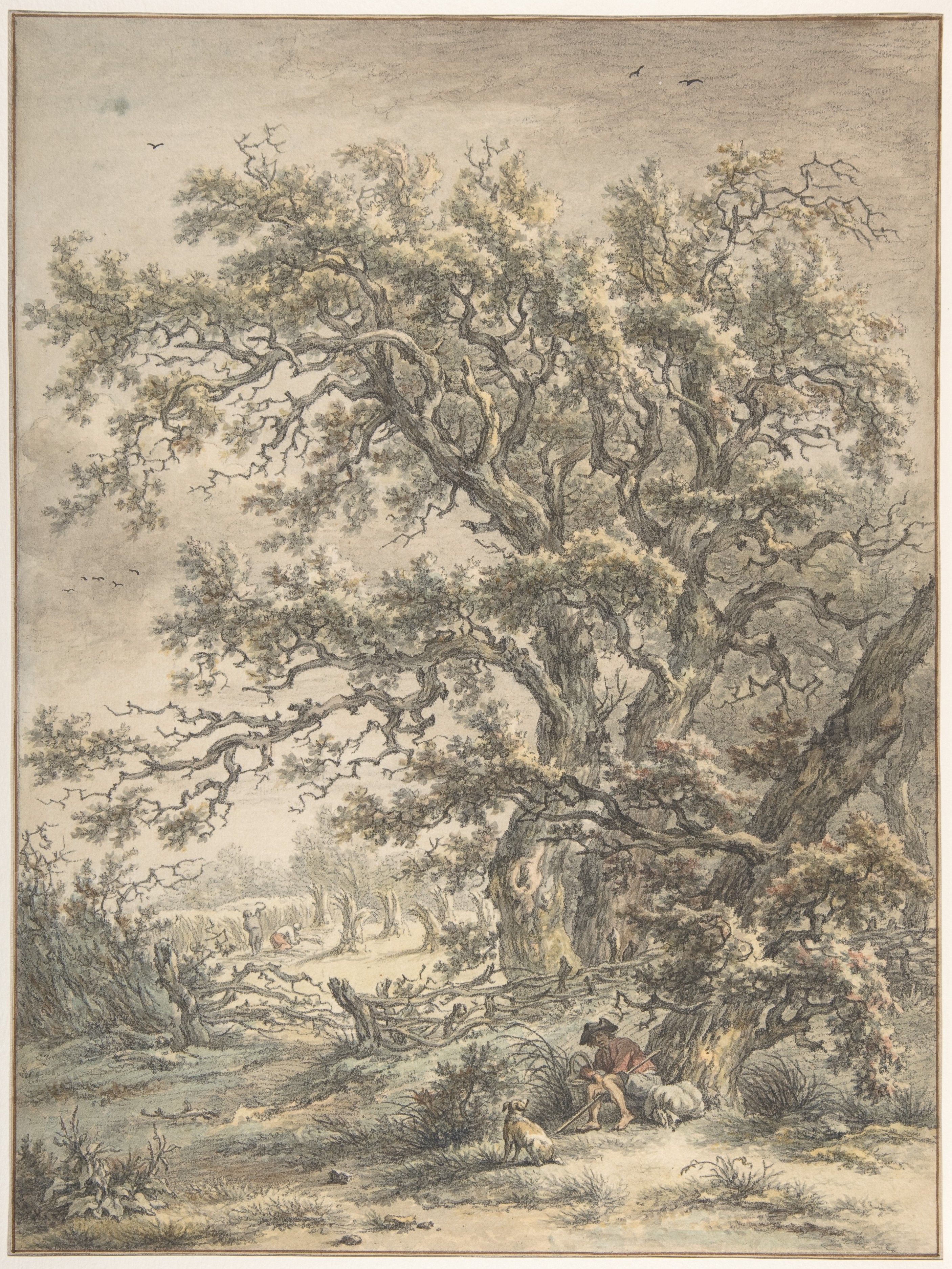 Resting Shepherd Under Old Oaks