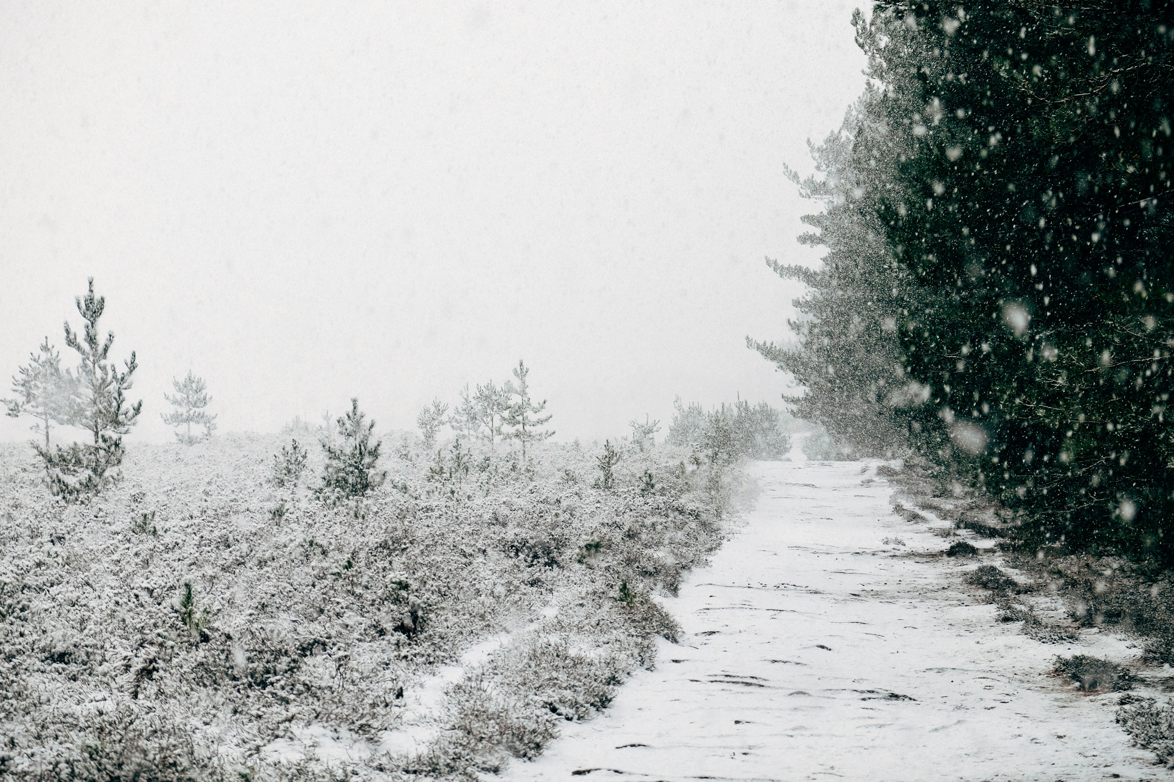 Snowy Path through Pine Forest