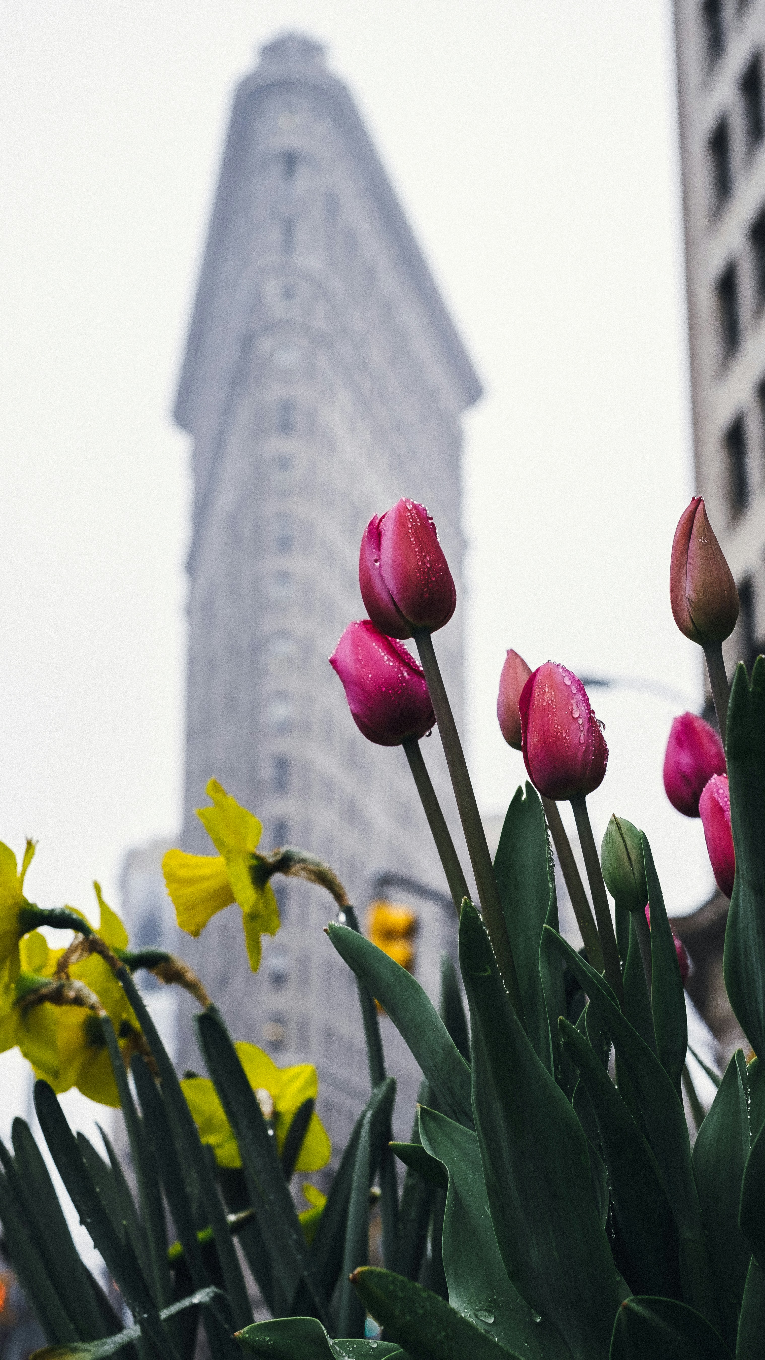 Flatiron Building with Spring Flowers