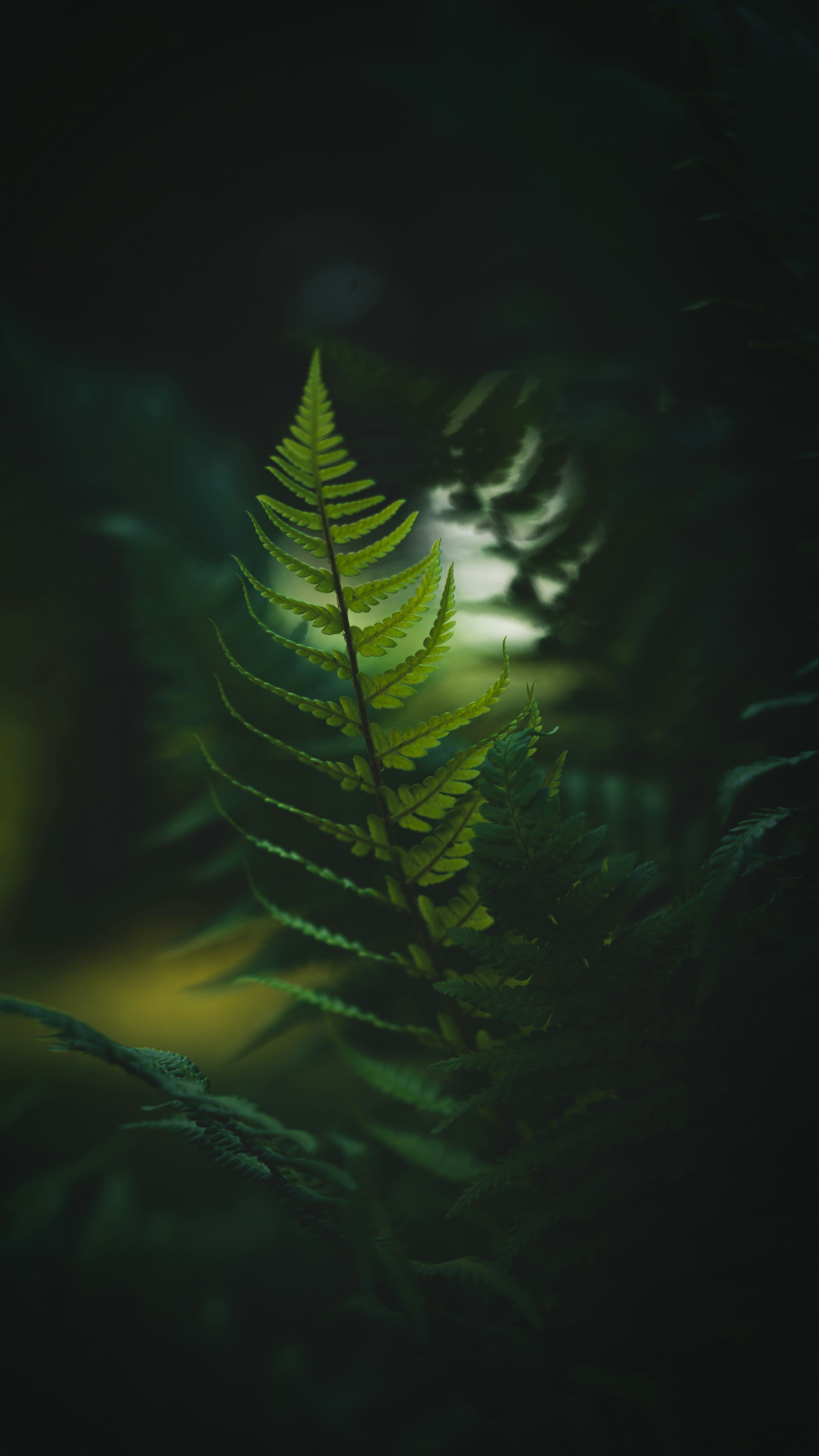 Wallpapers