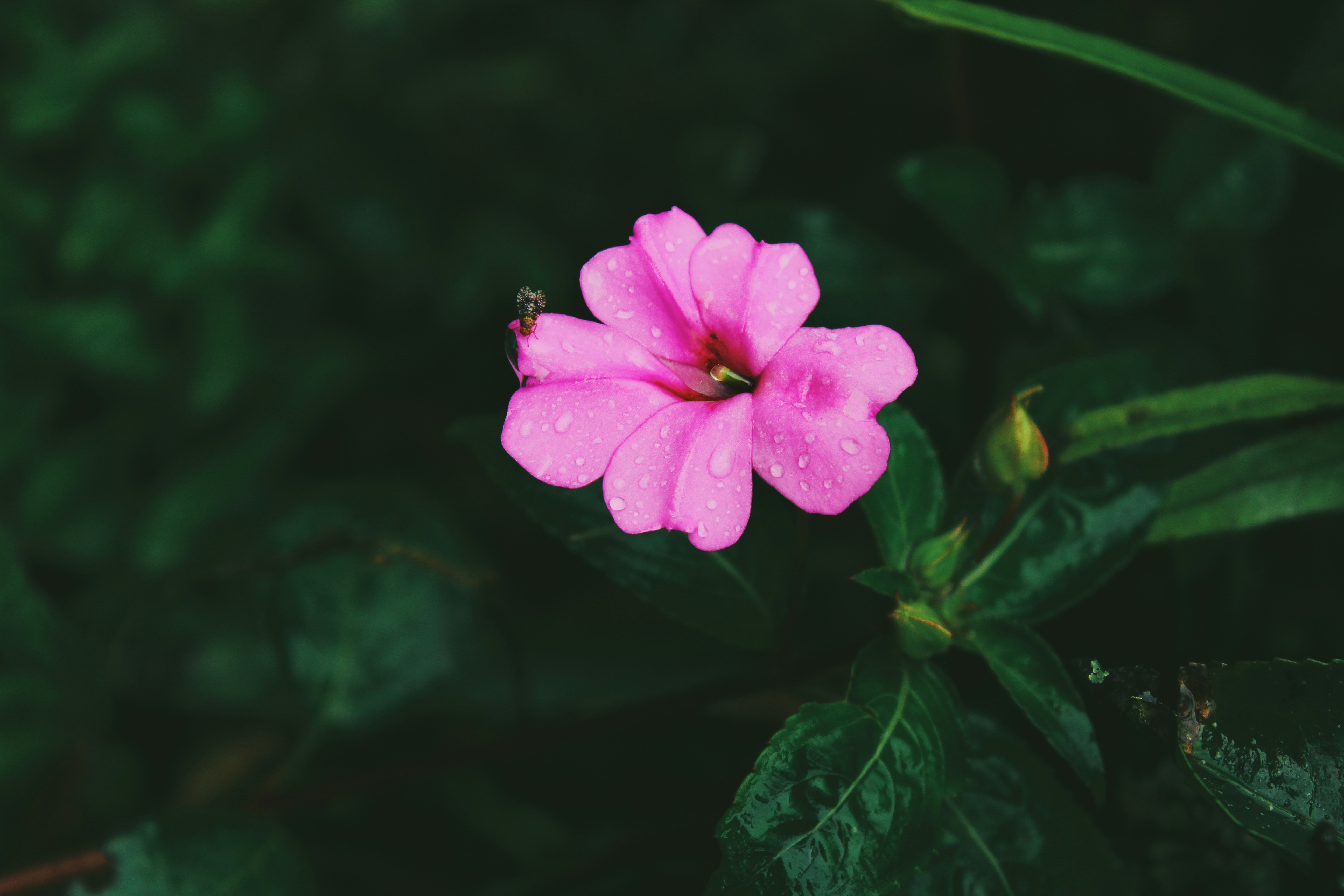 Pink Flower After Rain