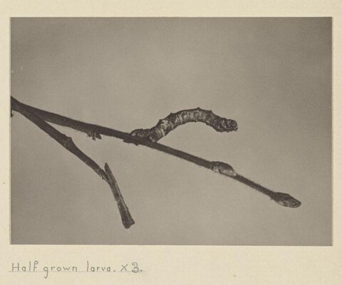 Half-grown Larva on Branch