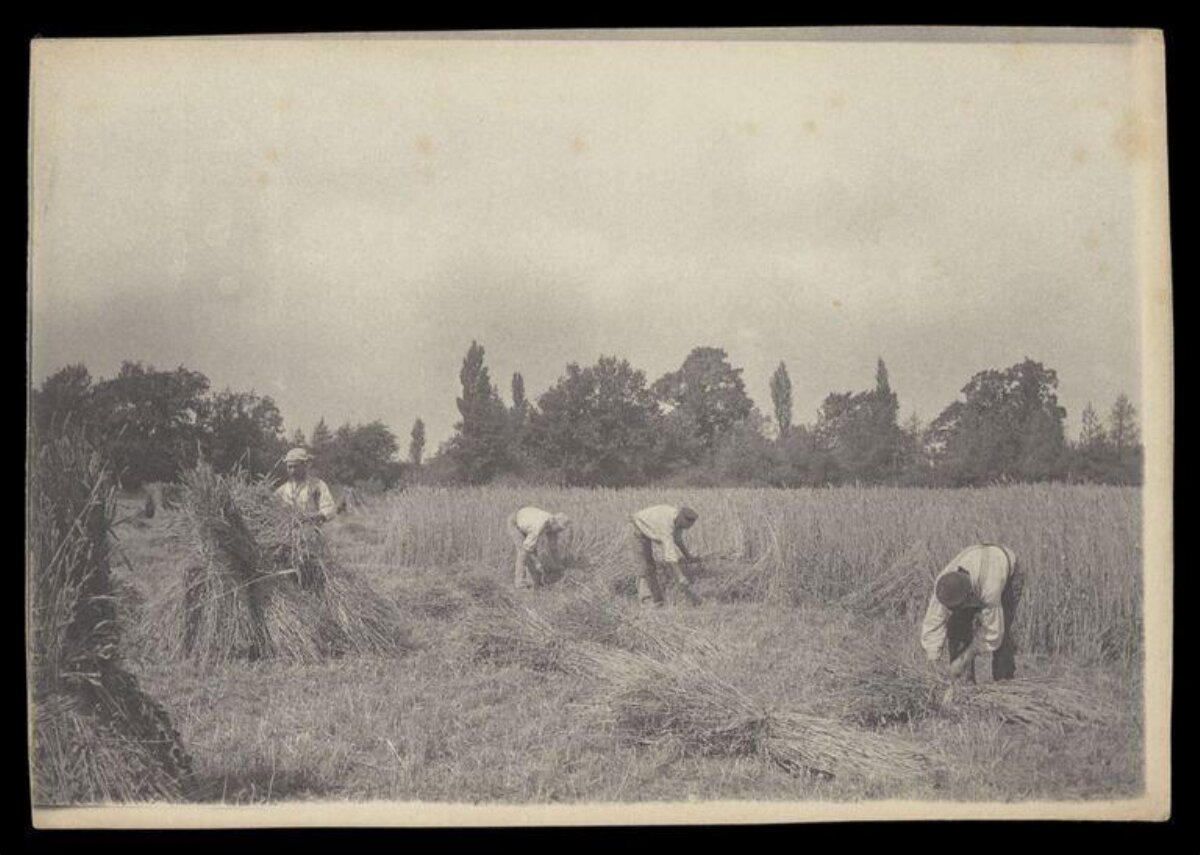Farmers Harvesting Wheat in Field