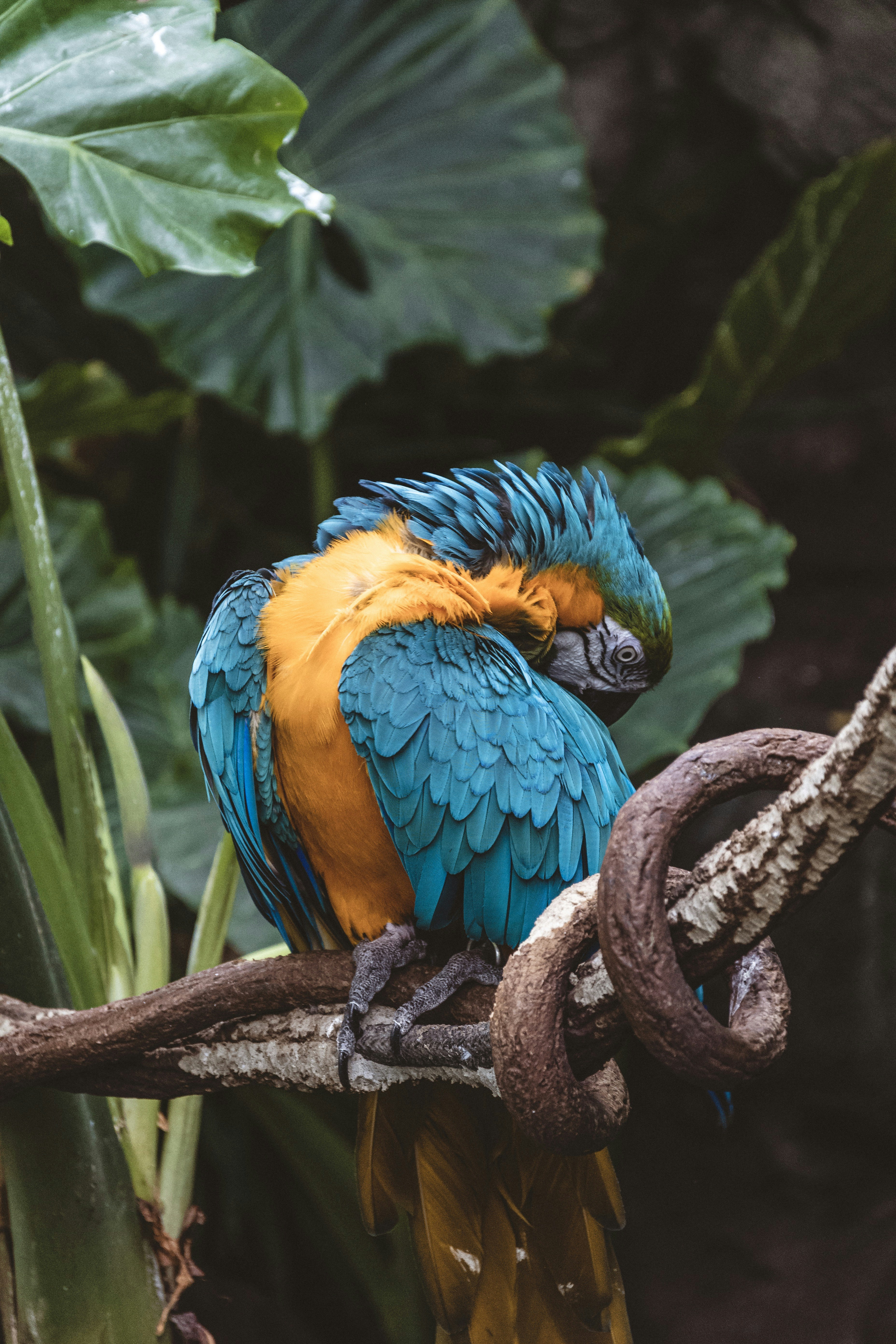 Blue-and-yellow Macaw Resting on Branch