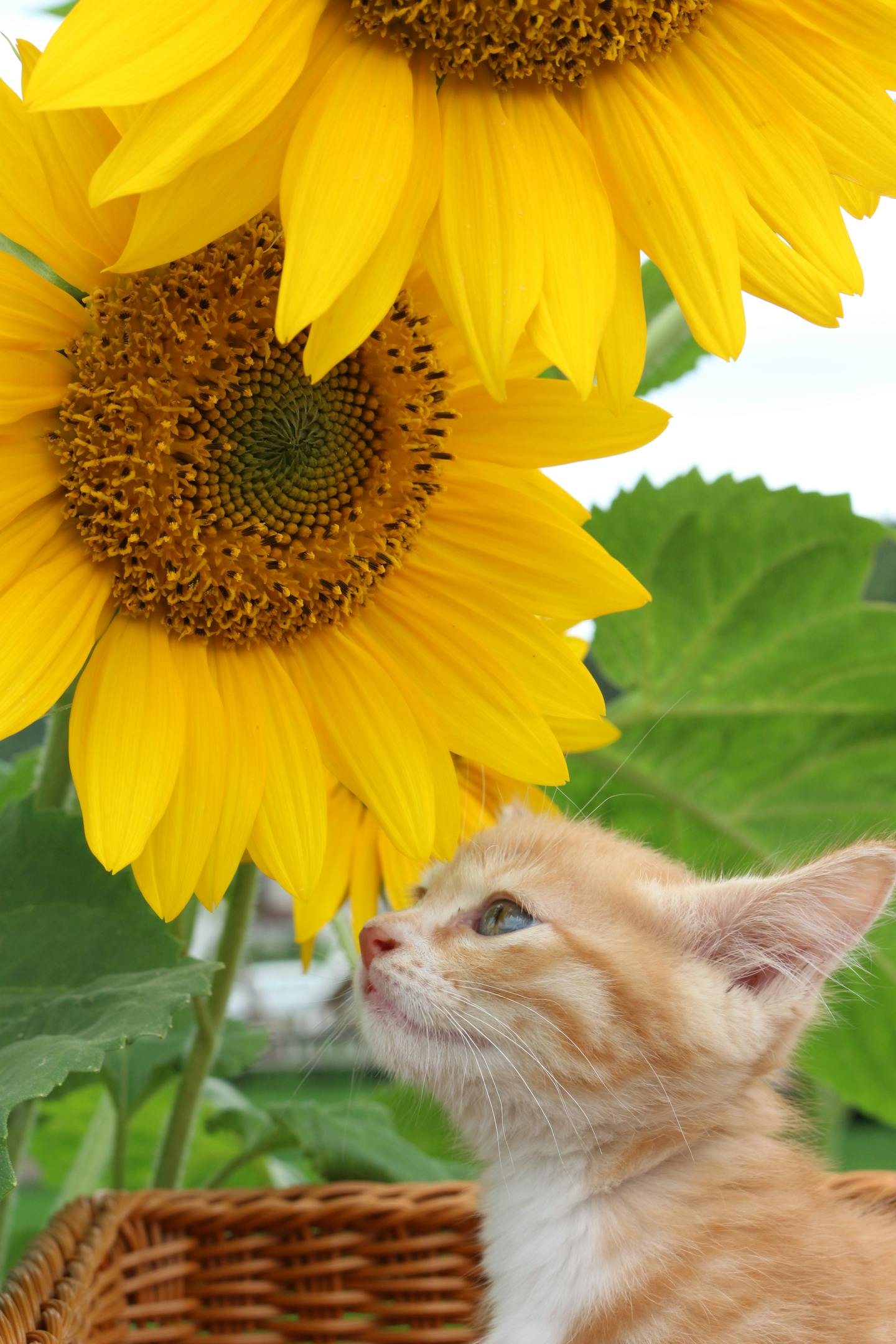 Ginger Kitten Looking At Sunflowers
