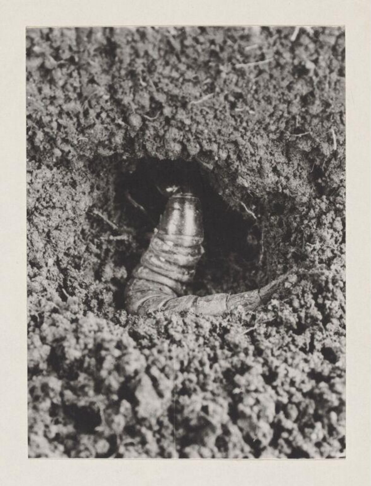 Beetle Larva in Soil Burrow