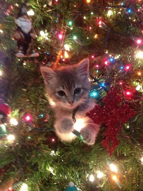 Image 71190 — Pets