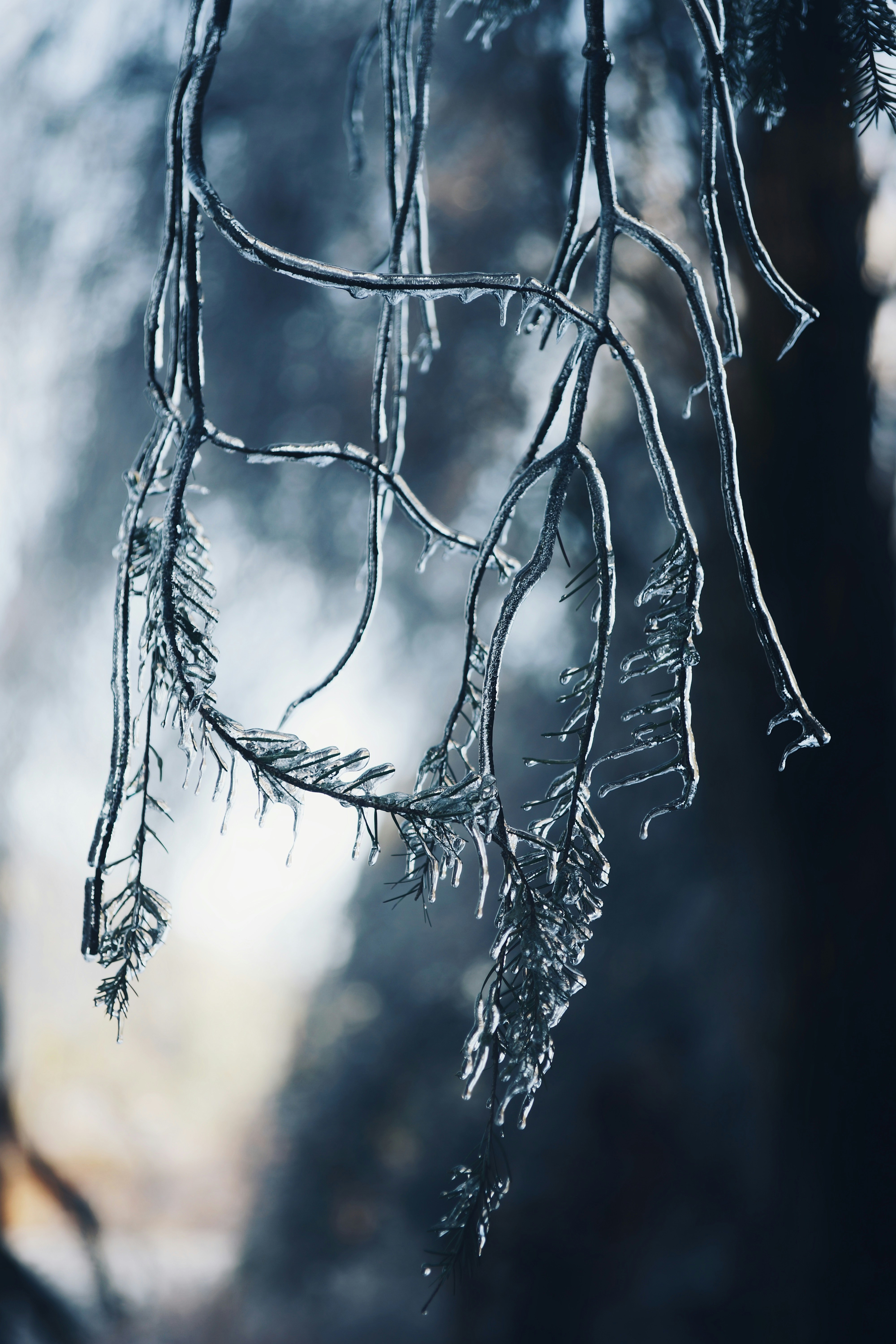 Ice-Coated Hanging Tree Branches