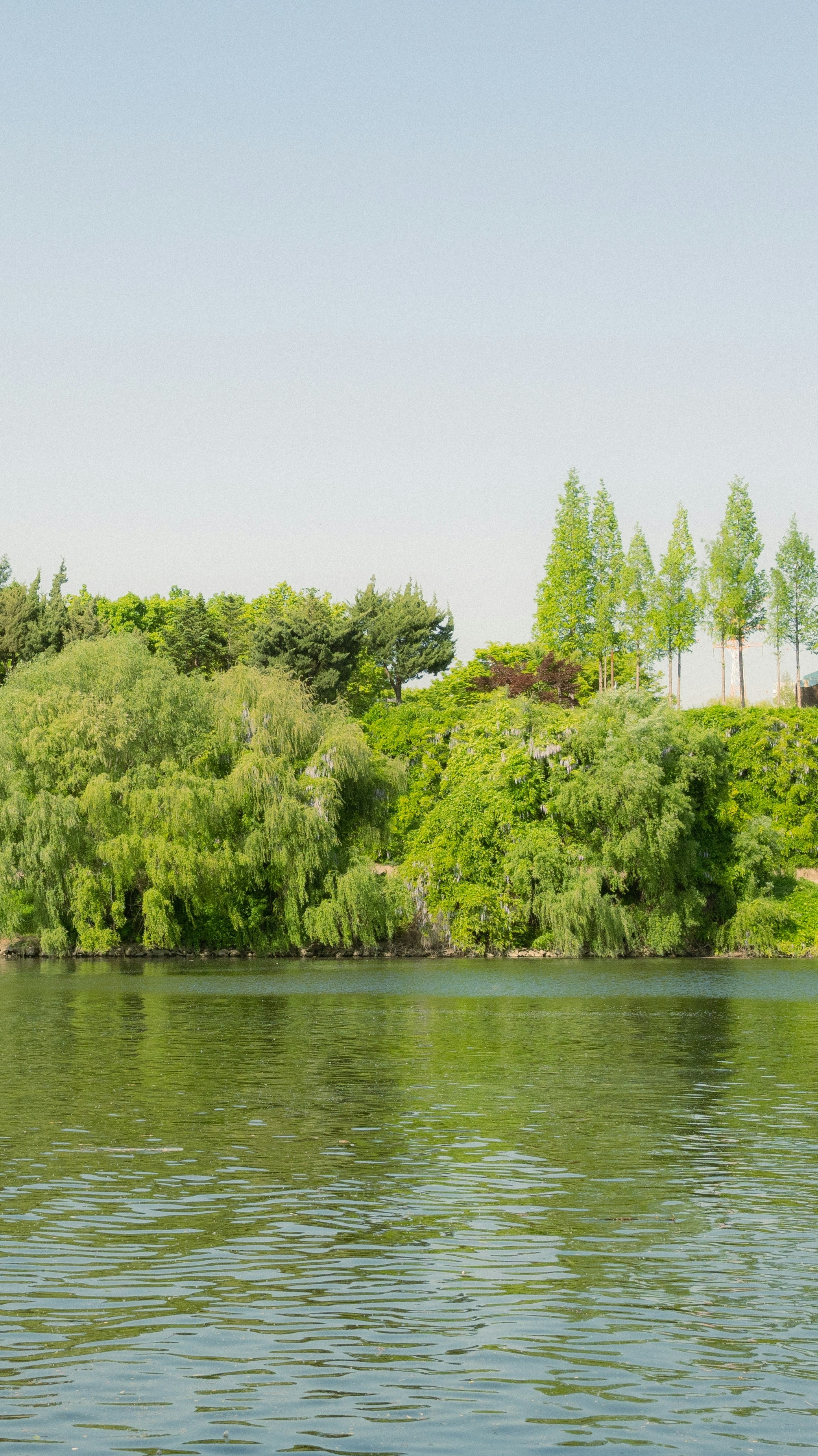 Calm Riverside Forest Landscape