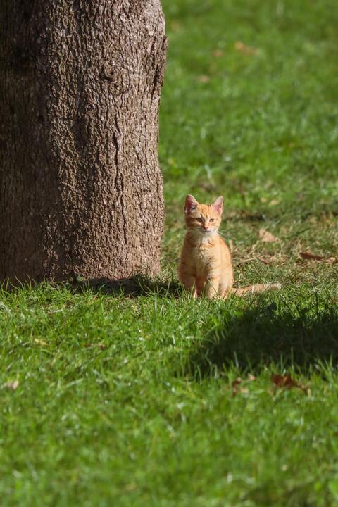 Ginger Kitten Beside Tree Trunk