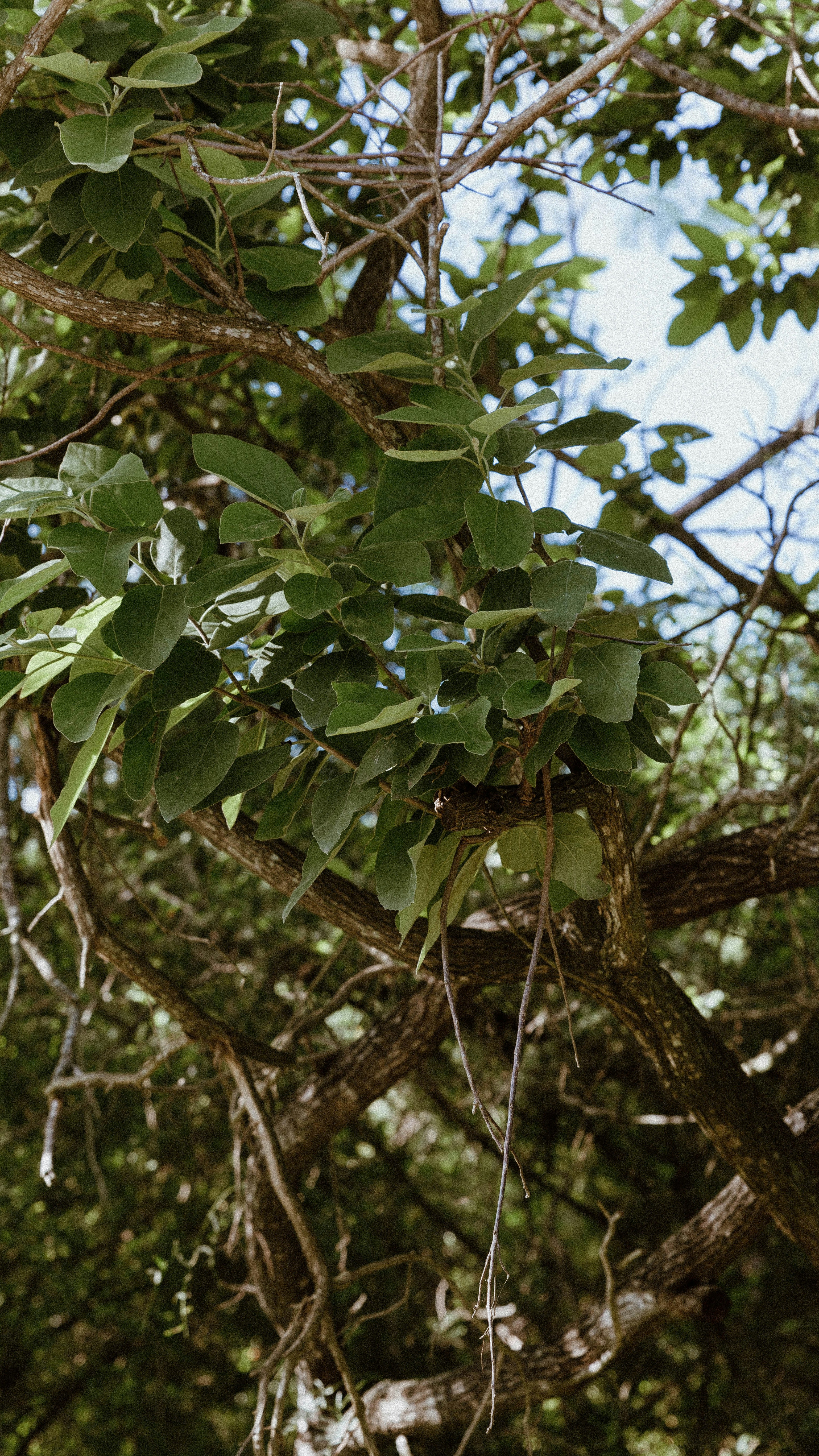 Close Up of Tree Foliage and Branches