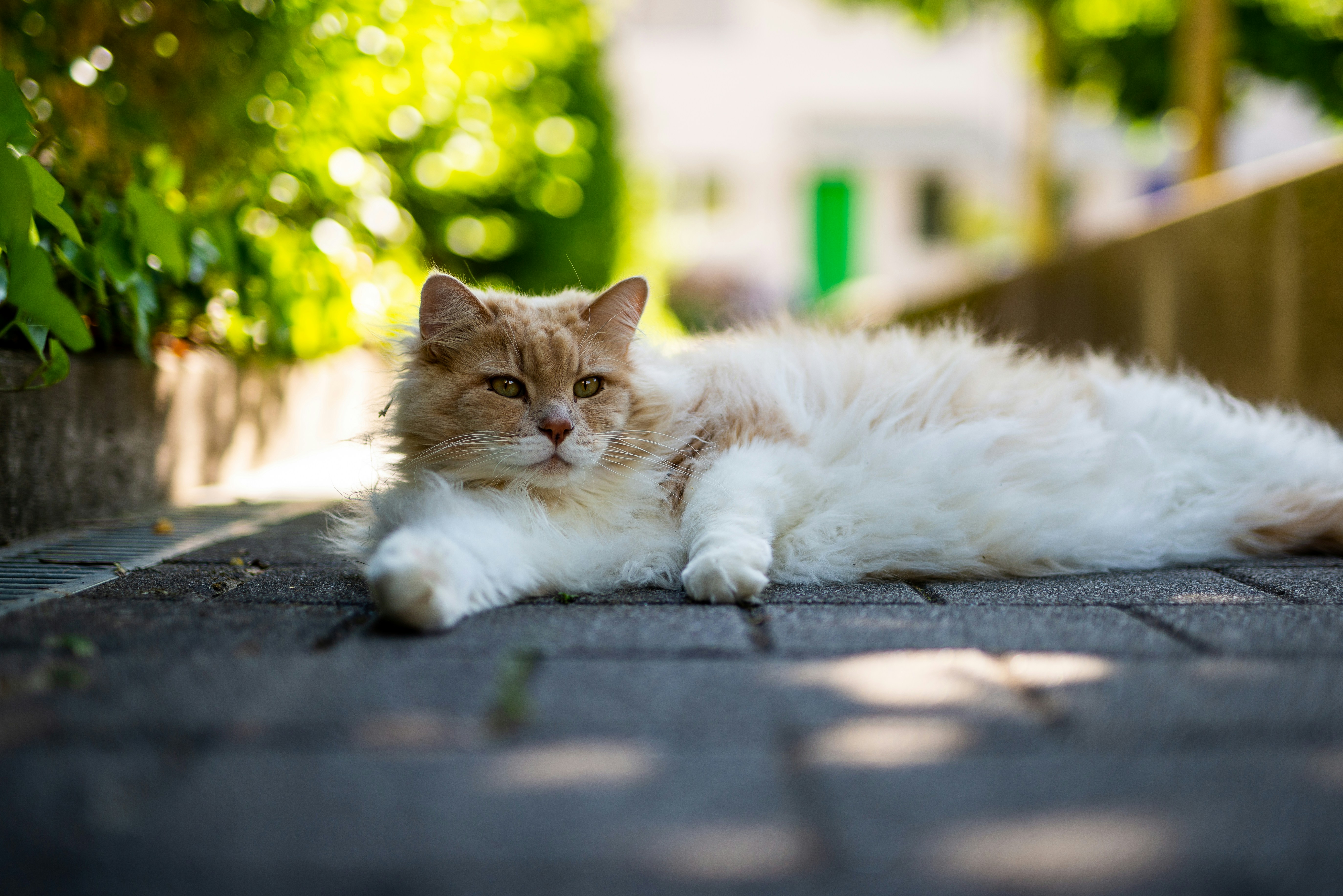 Fluffy Cat Resting Outdoors